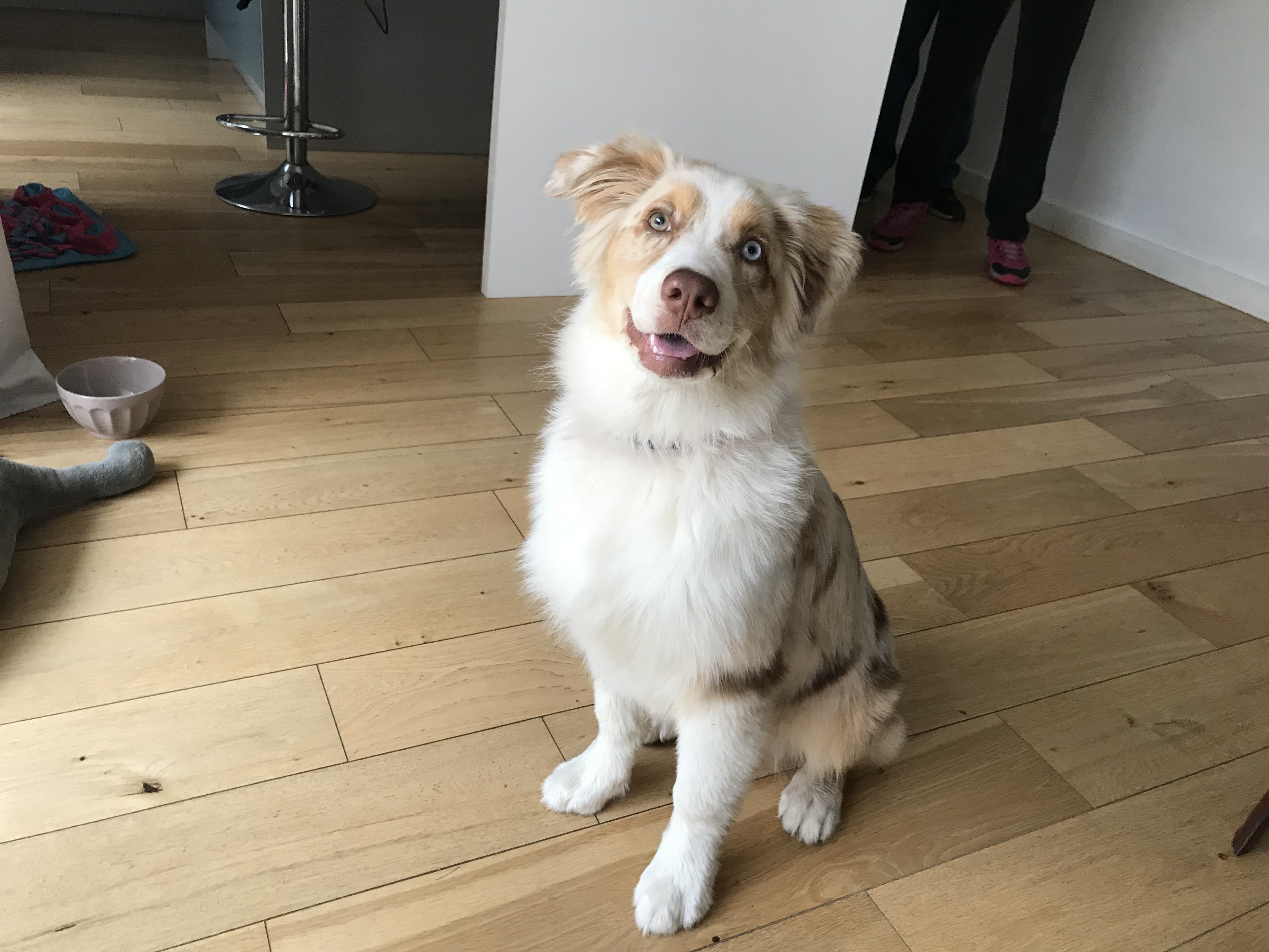 Bamboo, berger australien de 5 mois