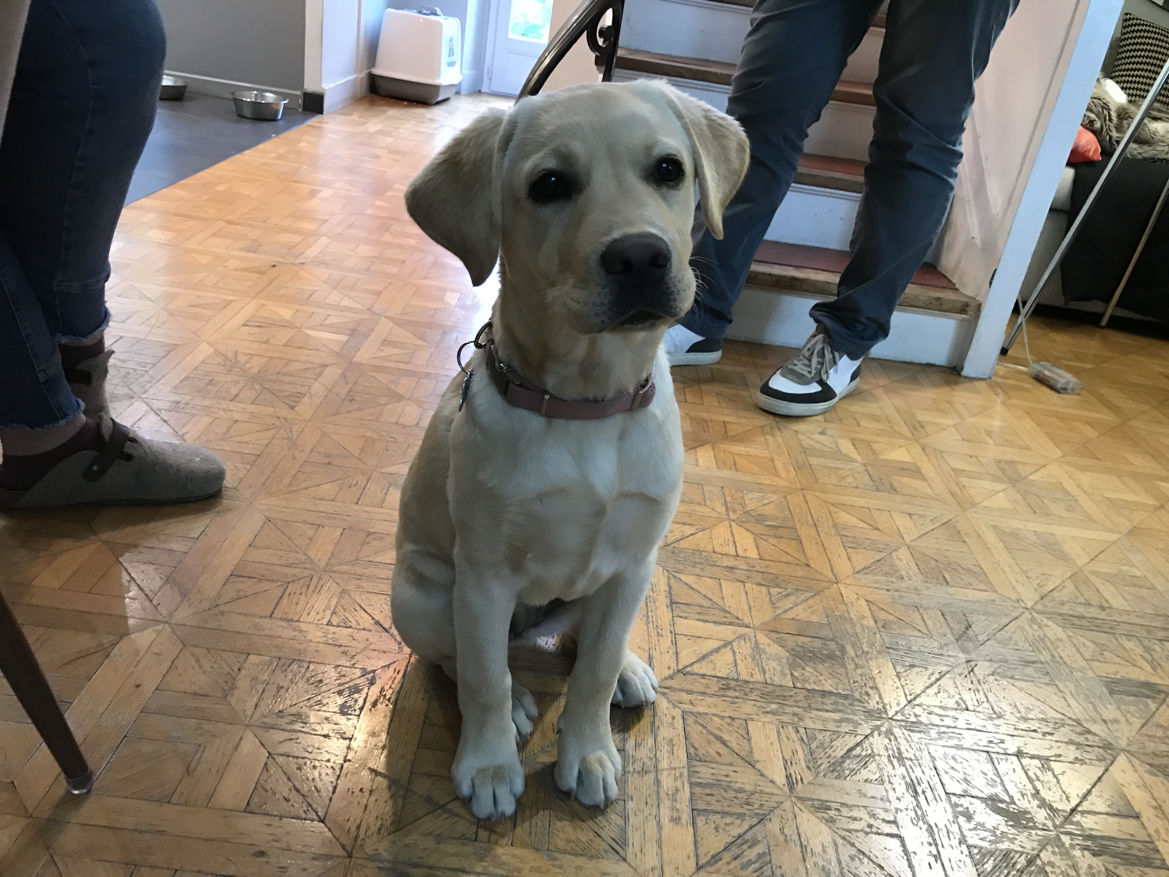 Rejjie, labrador de 4 mois
