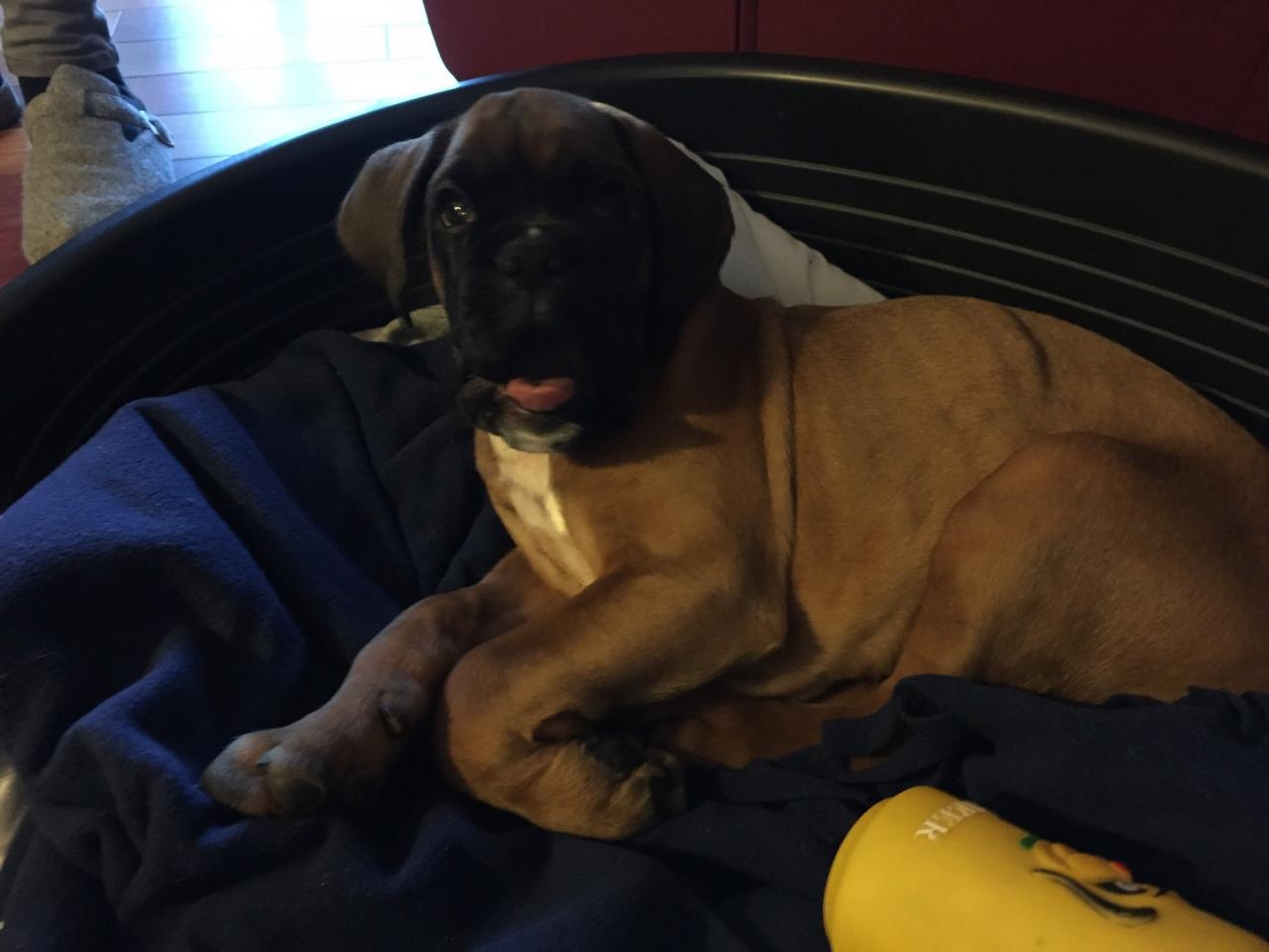 Netown, boxer de 2 mois