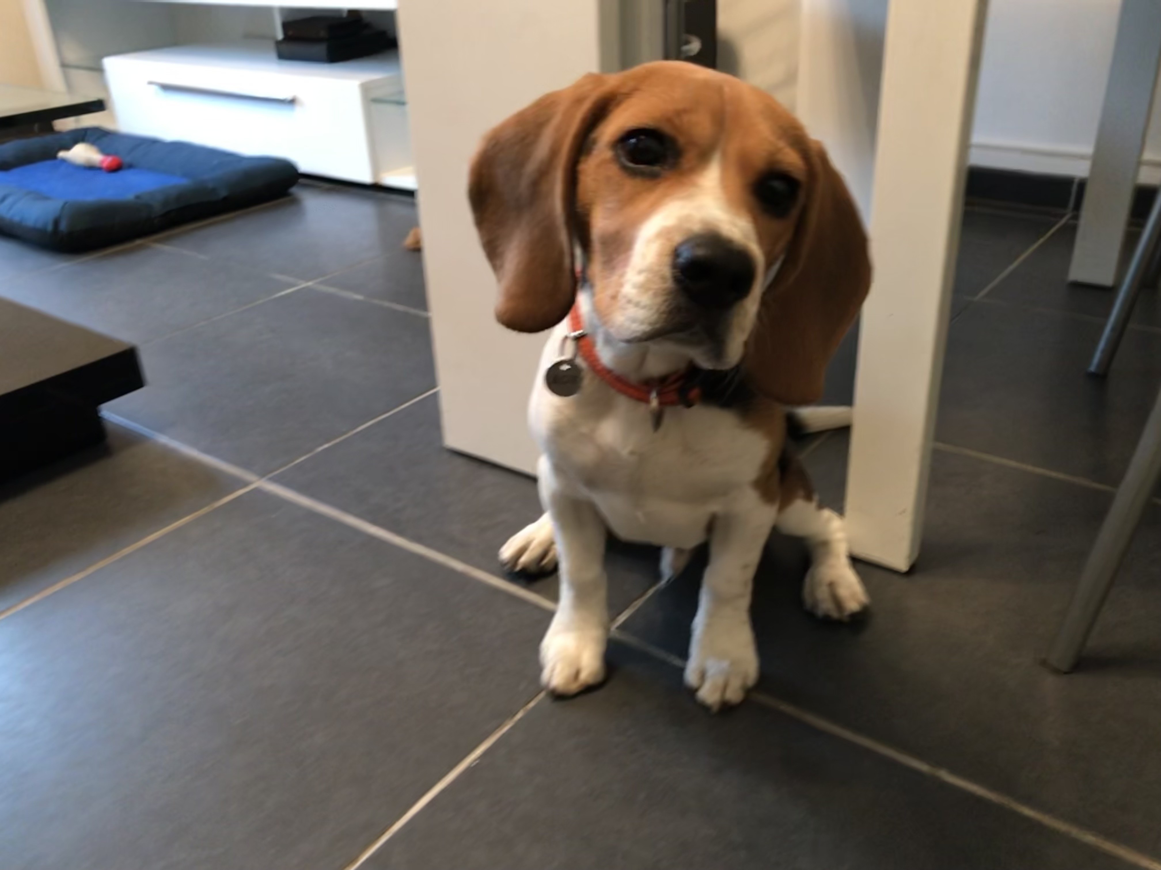 Rox, beagle 4 mois  