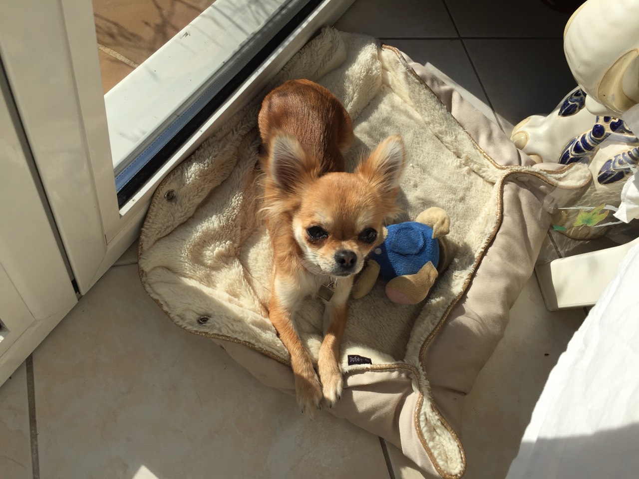 Noisette, chihuahua de 13 mois