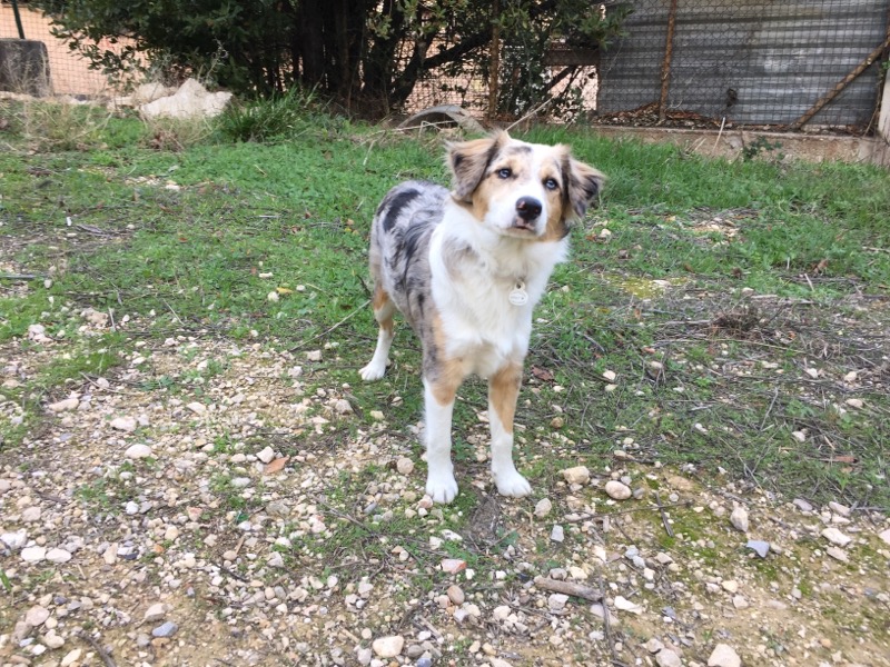 Sallie, croisé australien et border de 8 mois