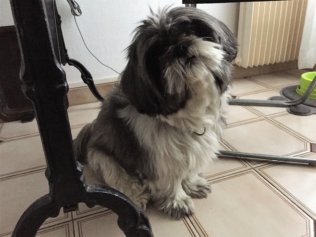 Moka, shi-tzu de 5 ans