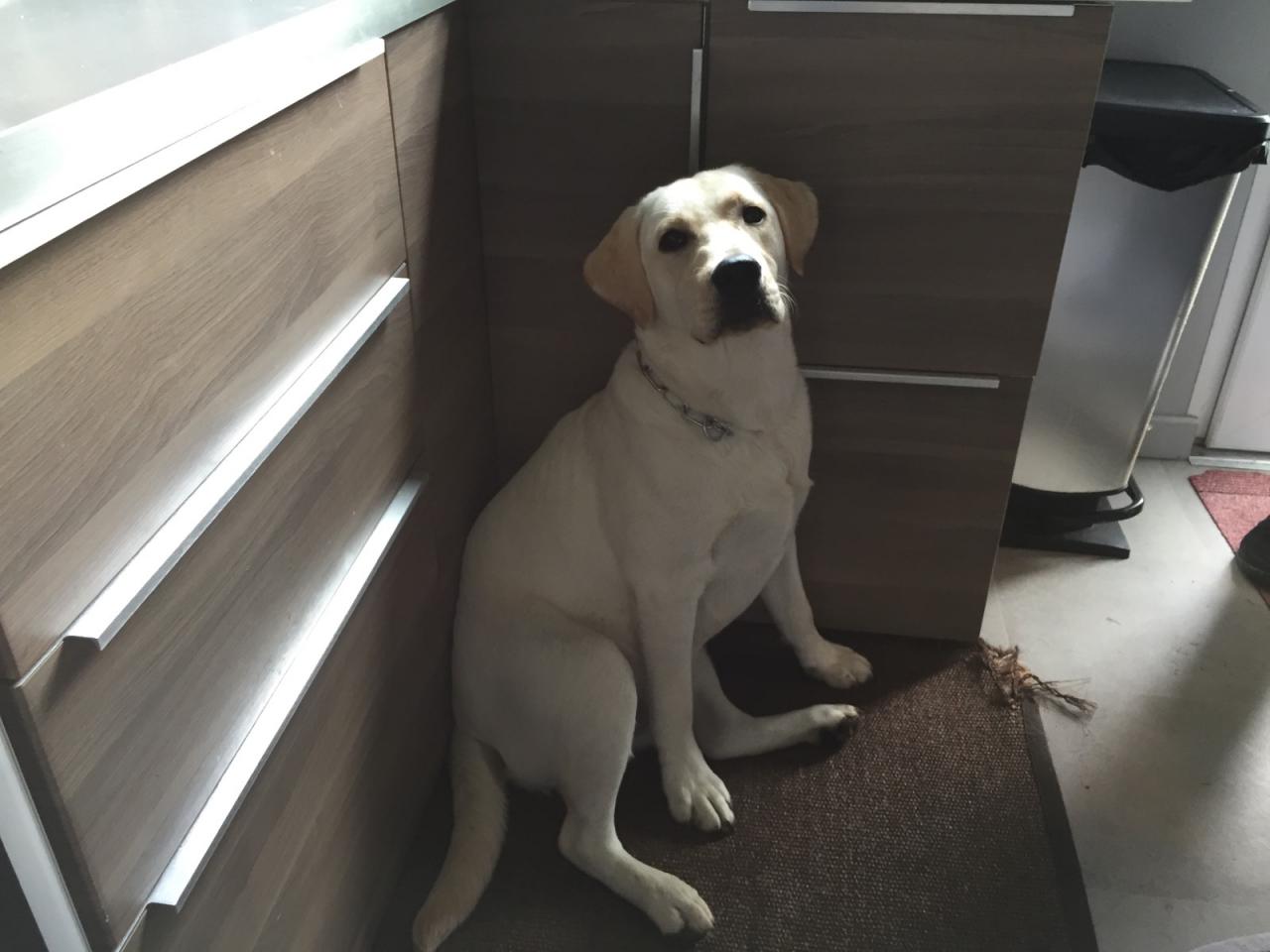 Newton, labrador de 9 mois