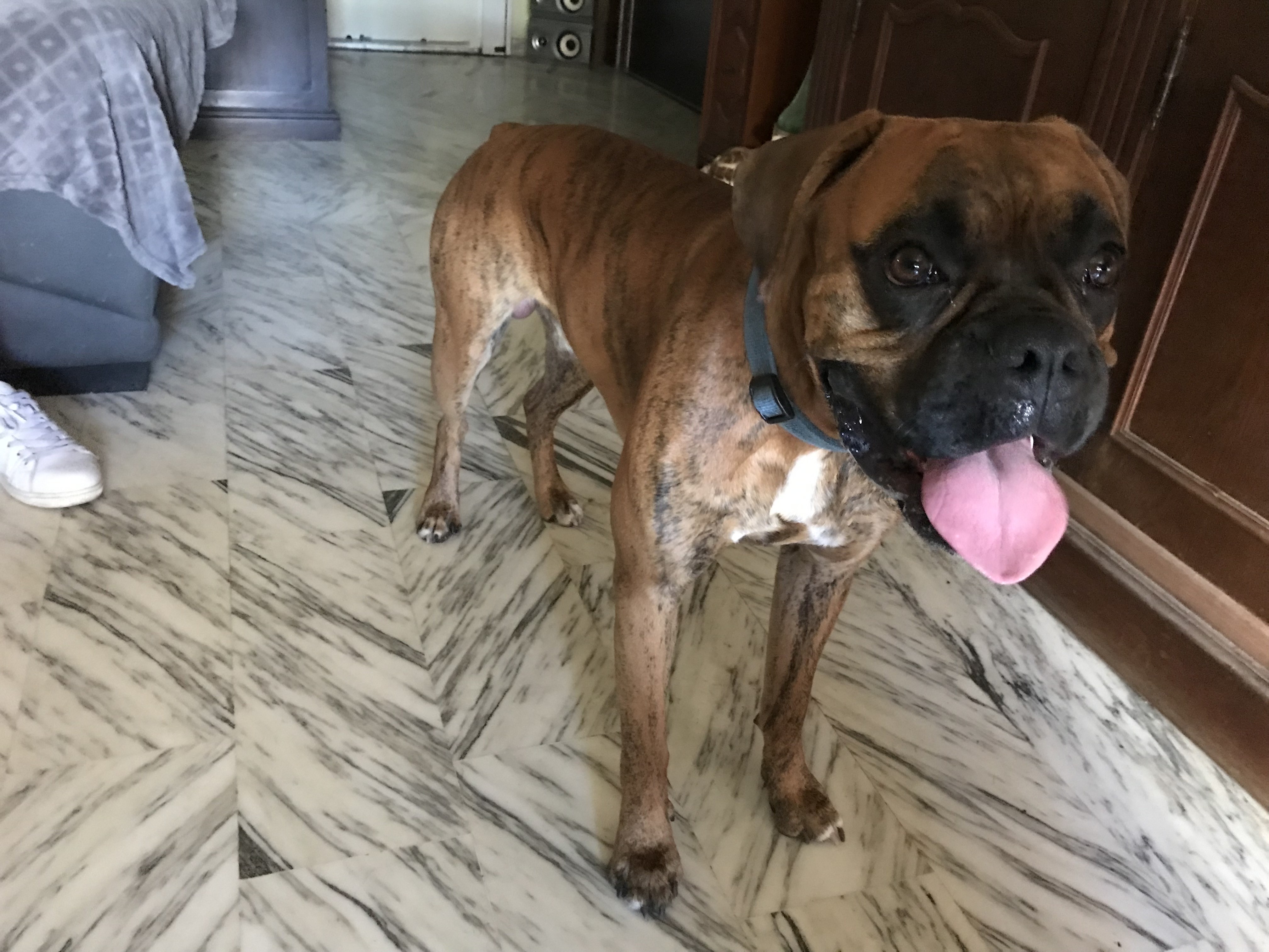 Robby, boxer de 1 an