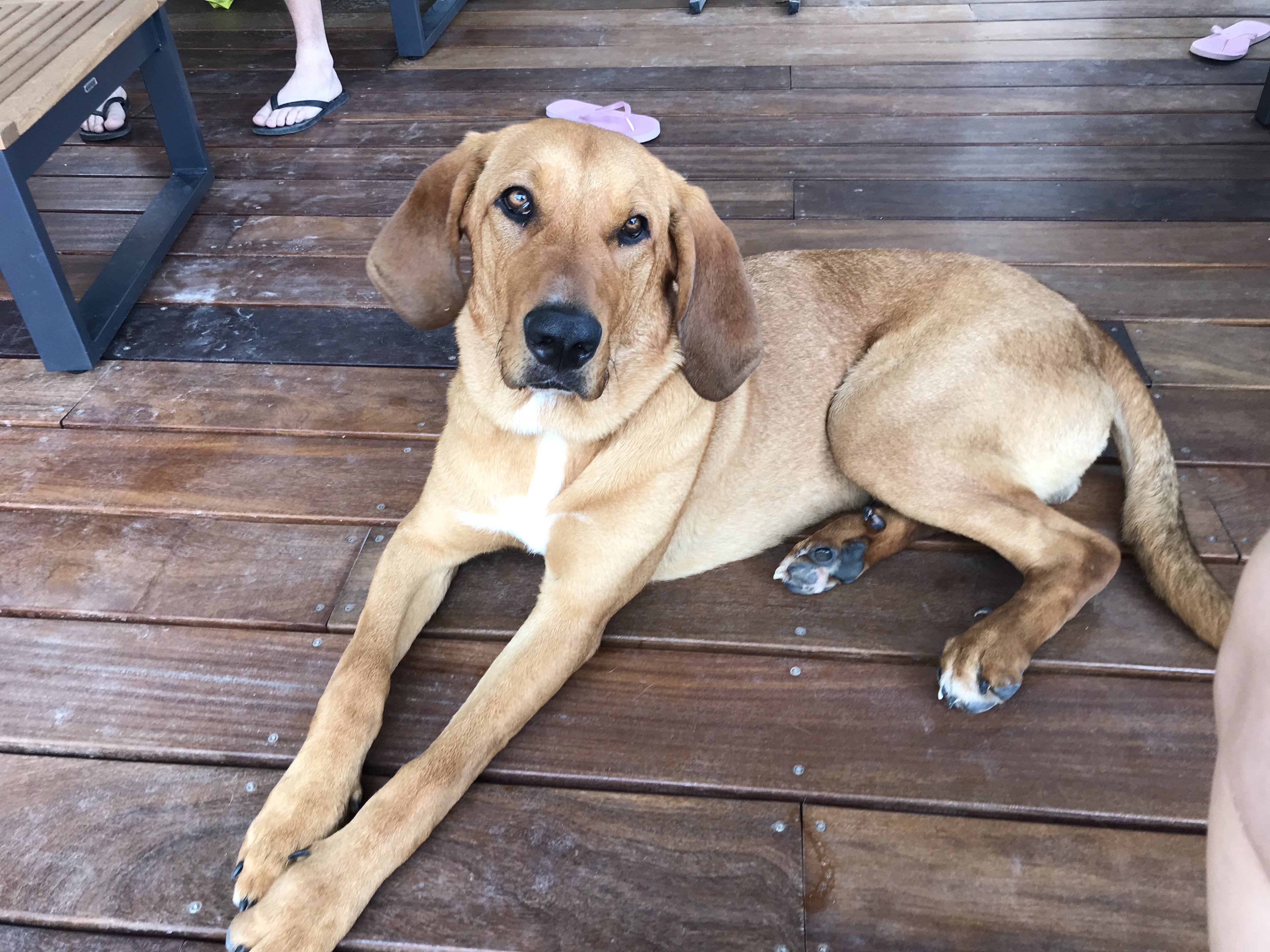 Rocky, croisé chasse de 1 an