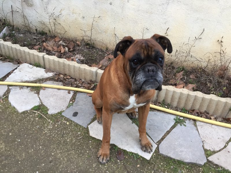 Fox, boxer de 8 ans