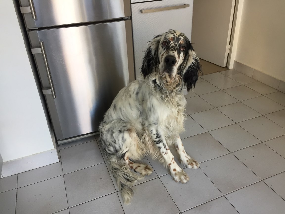 Milo, setter anglais de 1 an 1/2