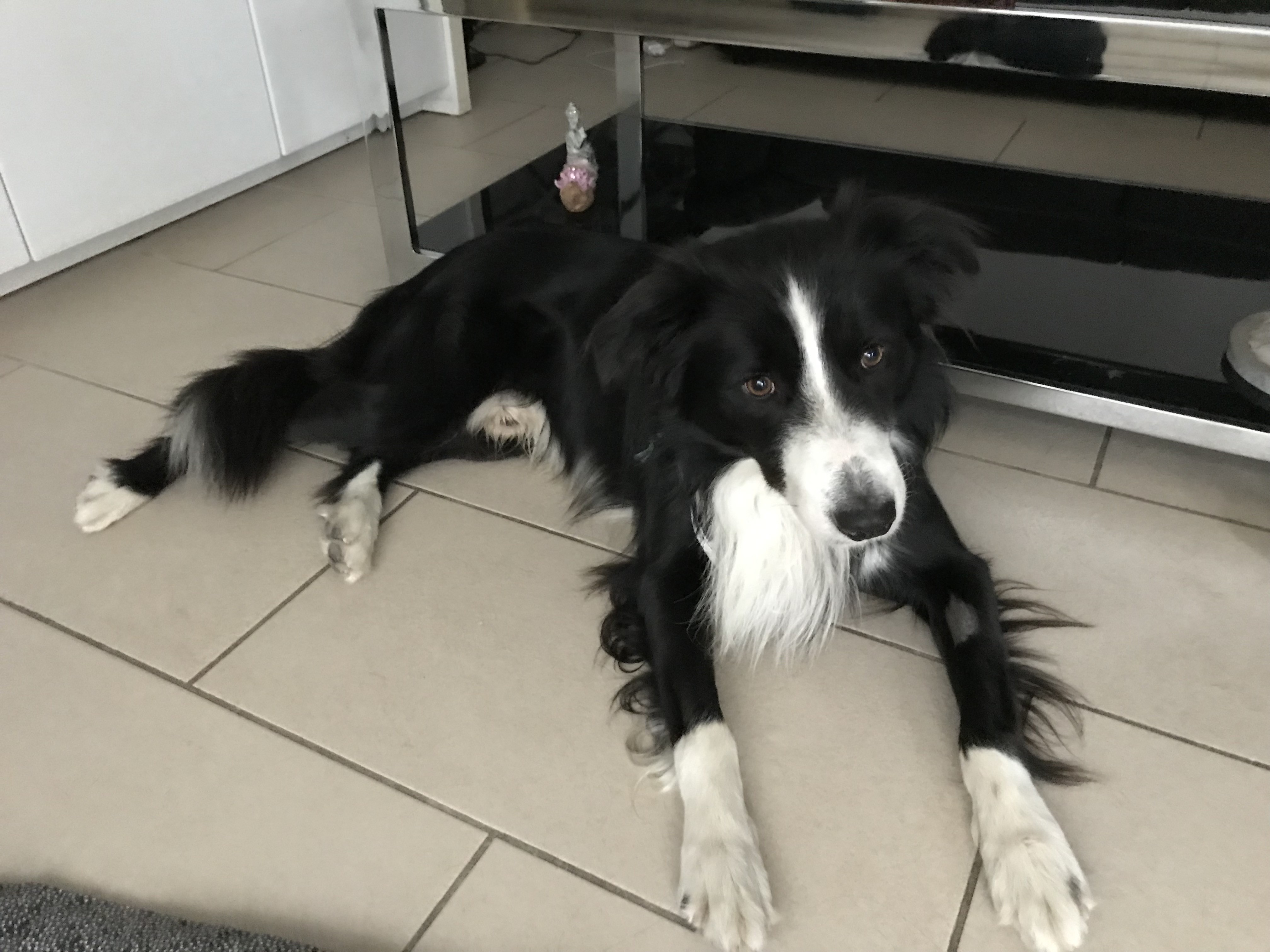 Panda, border de 22 mois