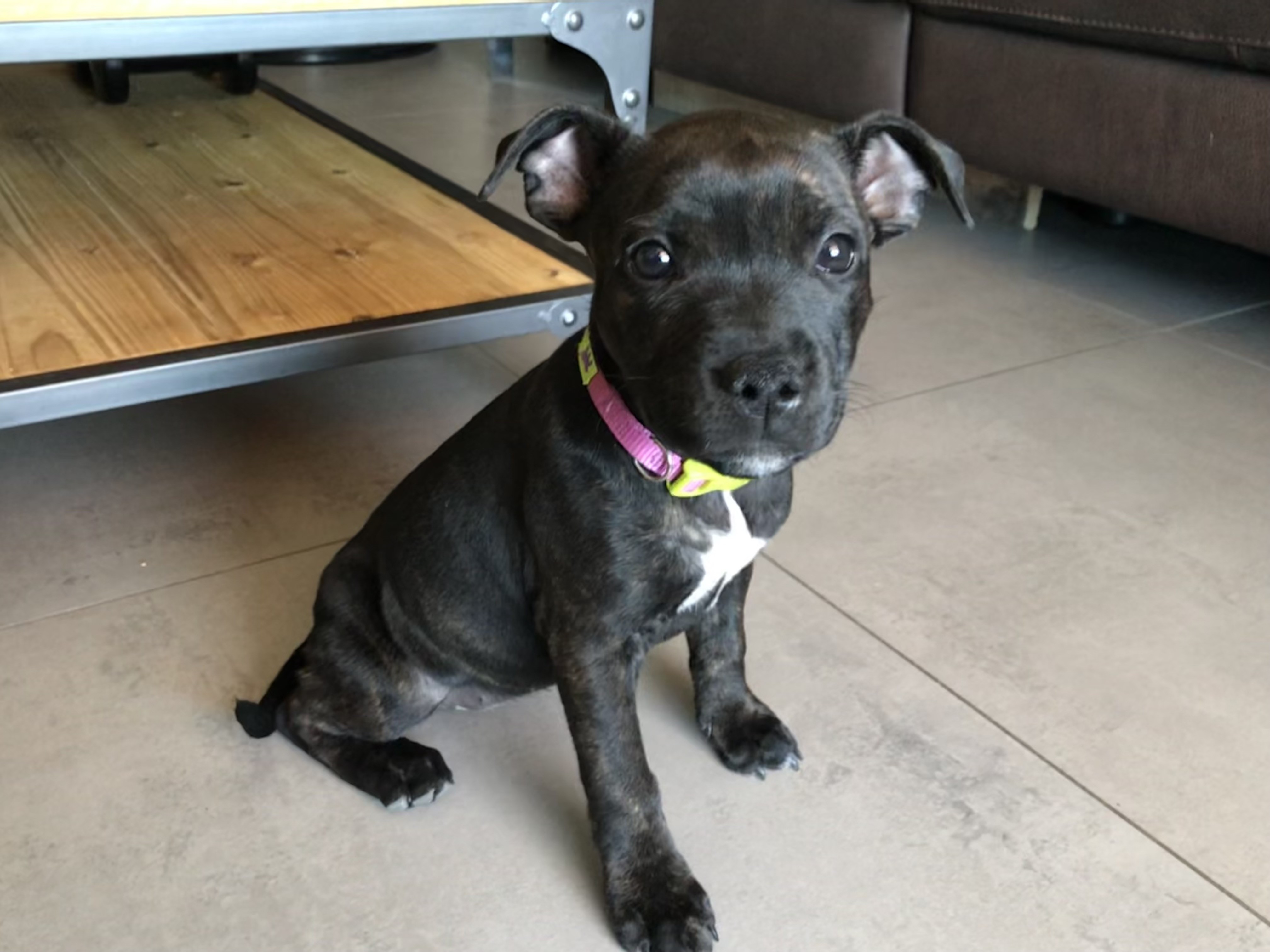 Simie, staffie de 2 mois