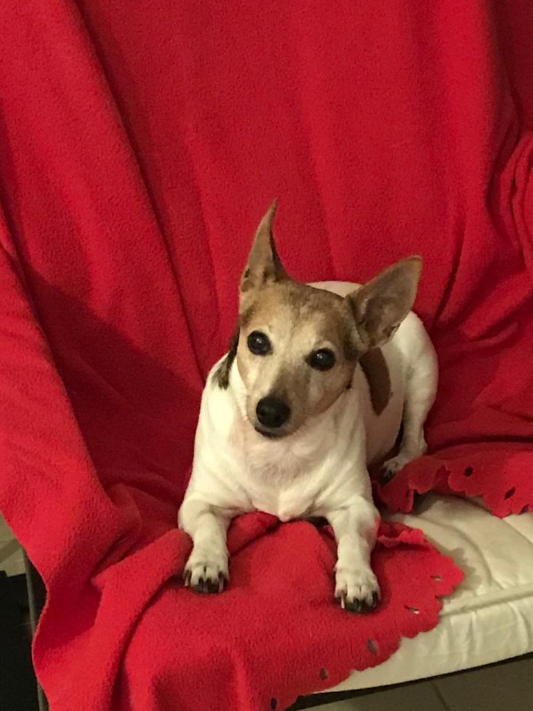 Iska, jack russel de 11 ans