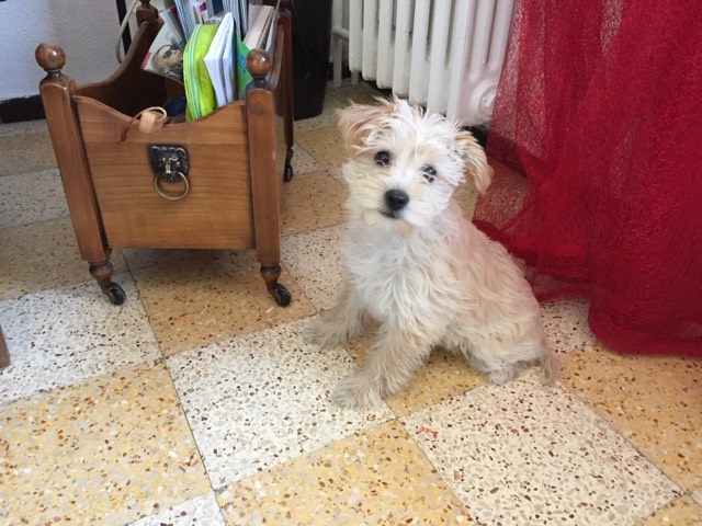 Nina, criosé york bichon de 2 mois 1/2