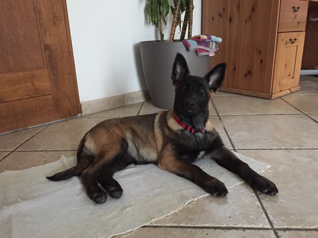 Naya, malinois de 3 mois 1/2