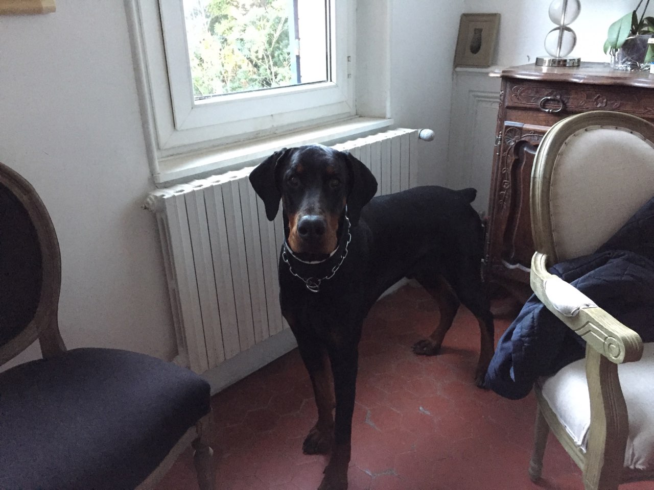 Noureev, doberman de 1 an