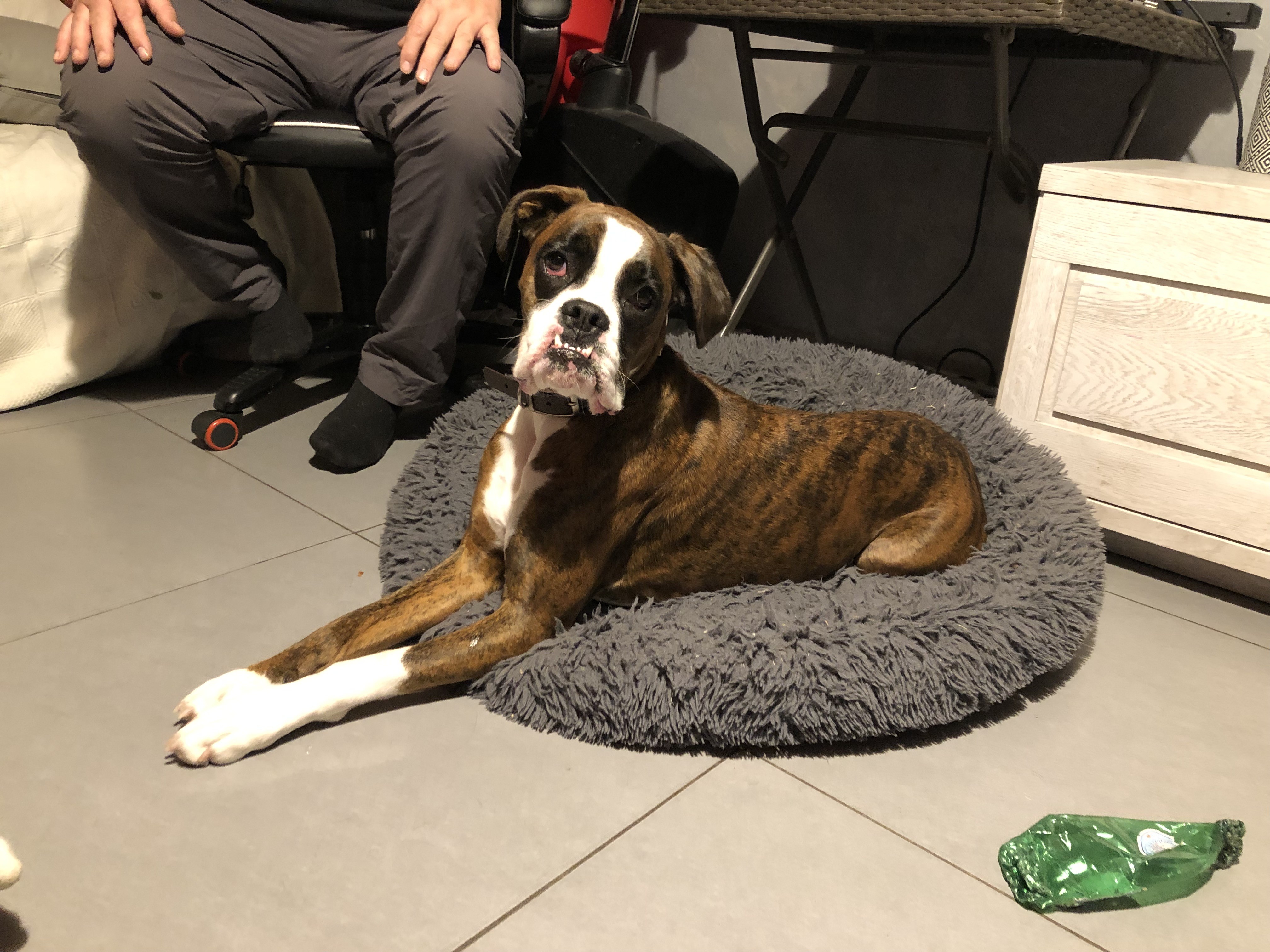 Shana, boxer 19 mois