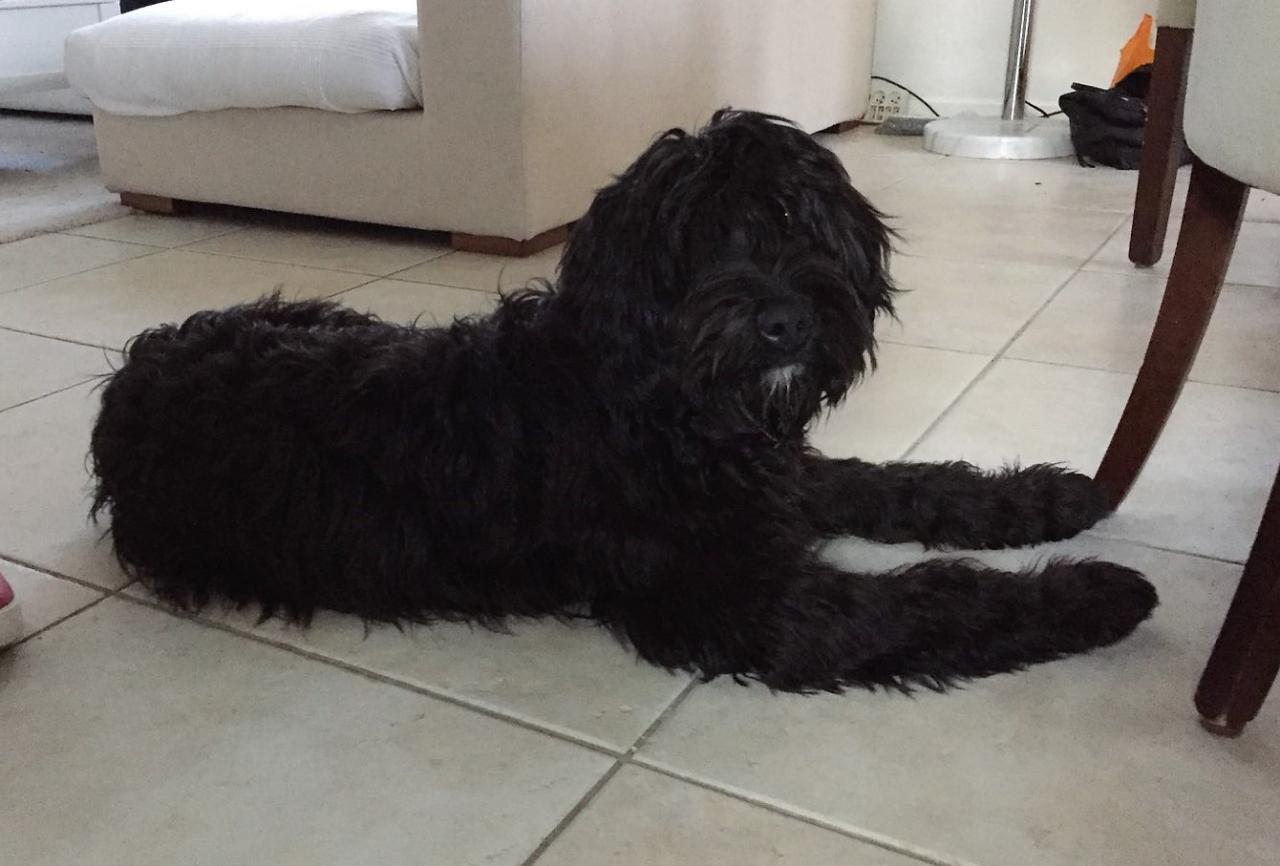 Owen, croisé griffon briard de 6 mois