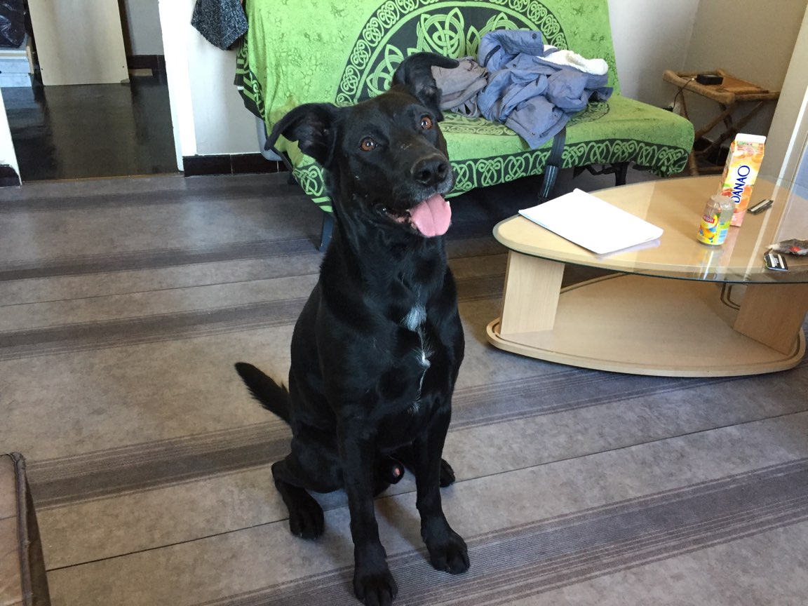 Eros, croisé beauceron staff de 5 ans