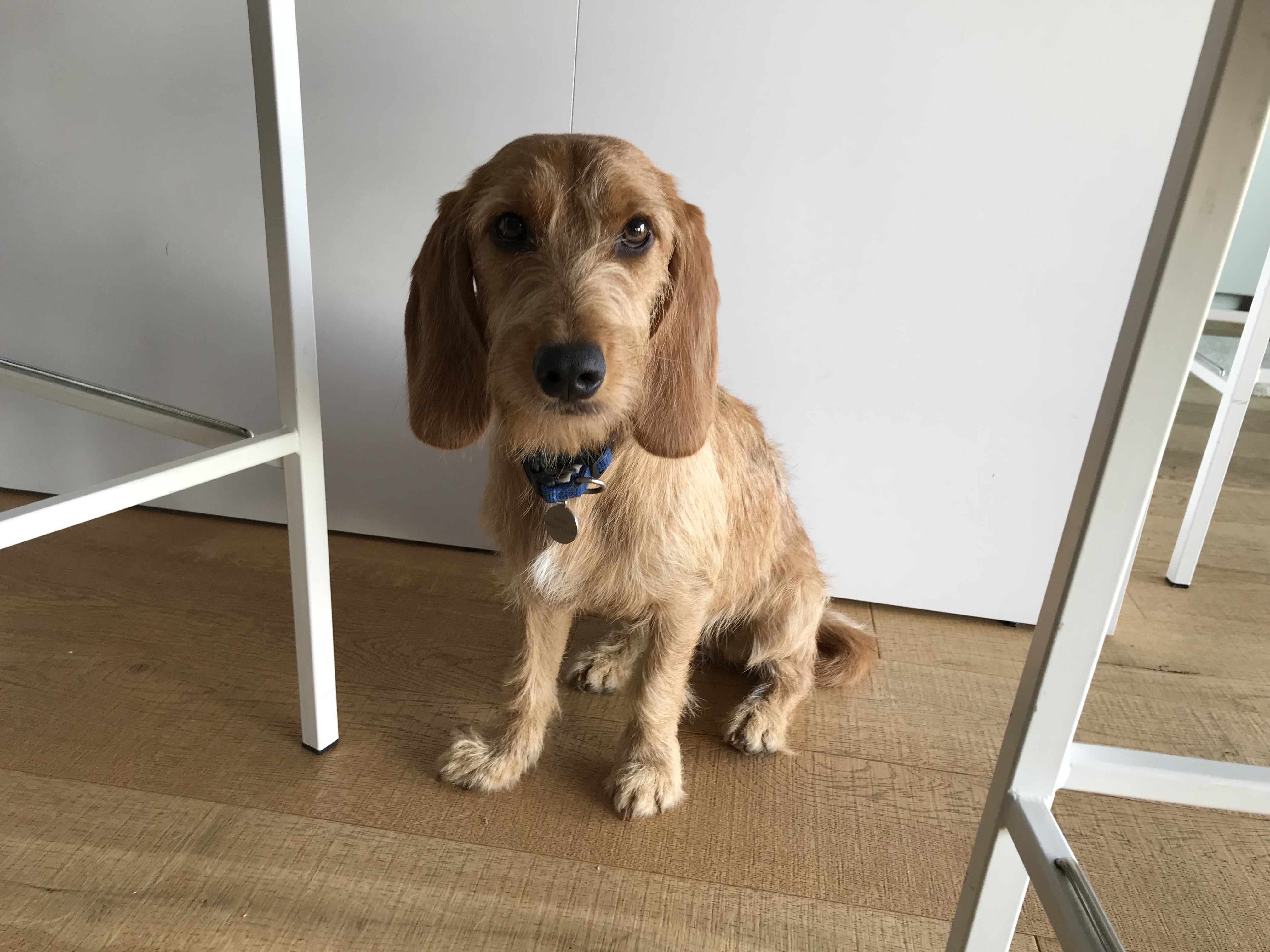 Romy, fauve de bretagne de 10 mois