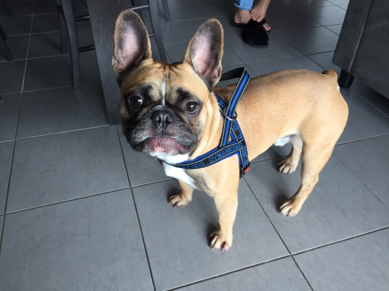Jungle, bouledogue français d'1 an 1/2