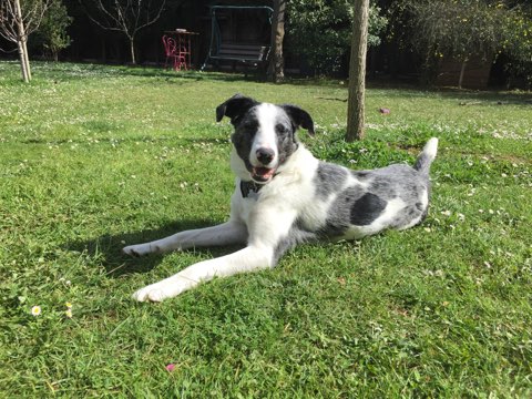 Filou, croisé border 2 ans