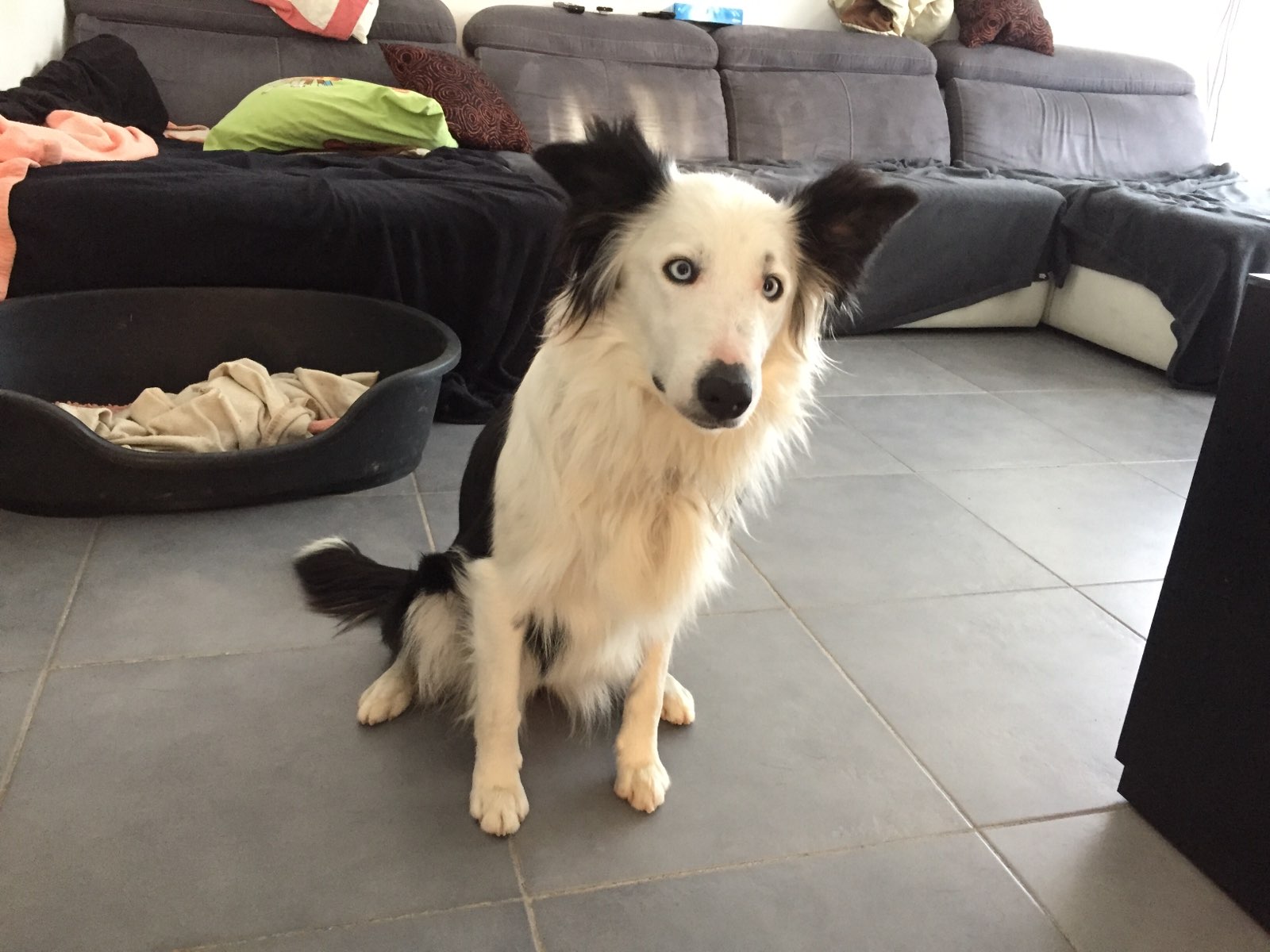 Maya, border collie de 1 an 1/2