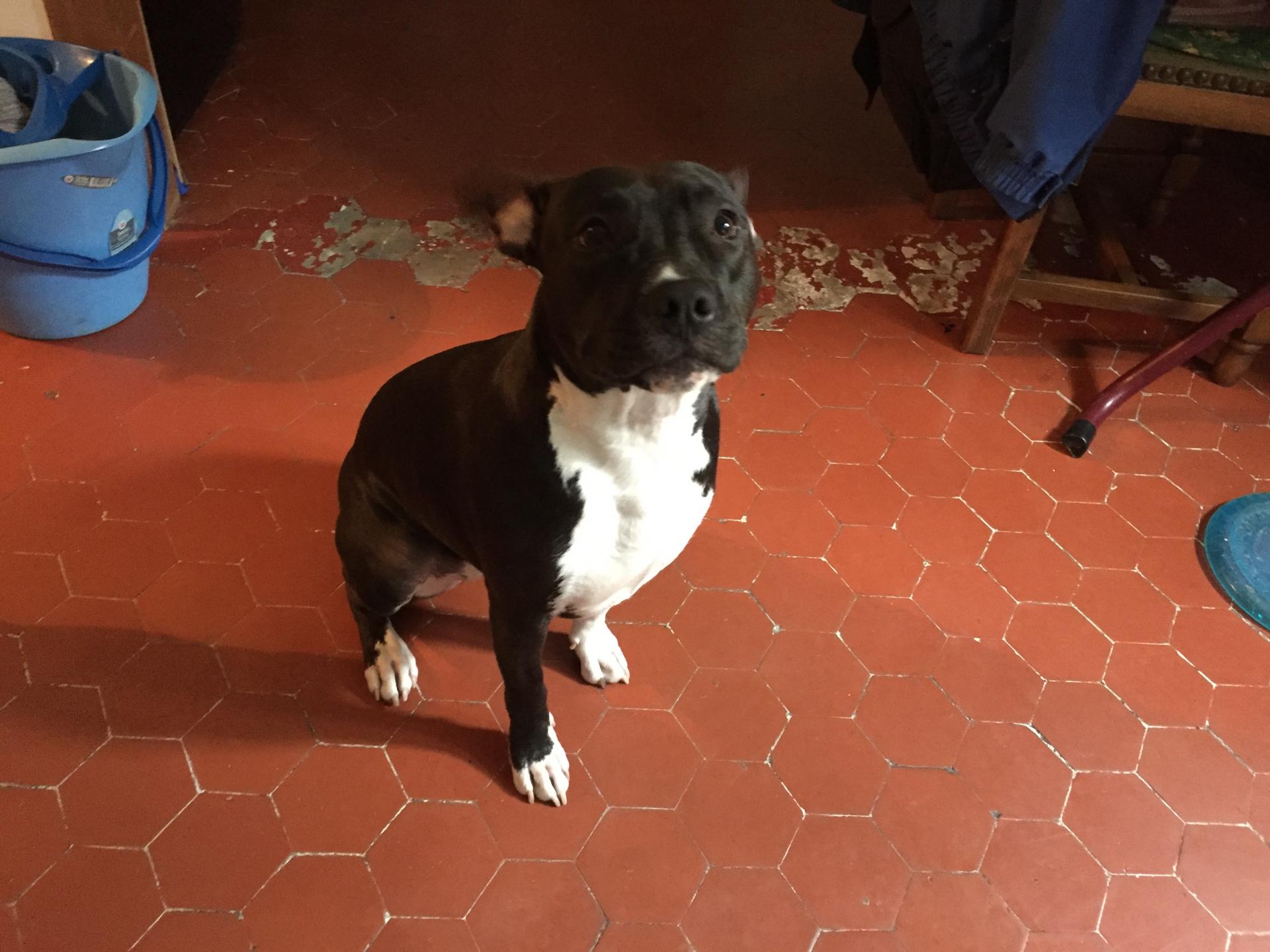 Nami, staffie de 1 an