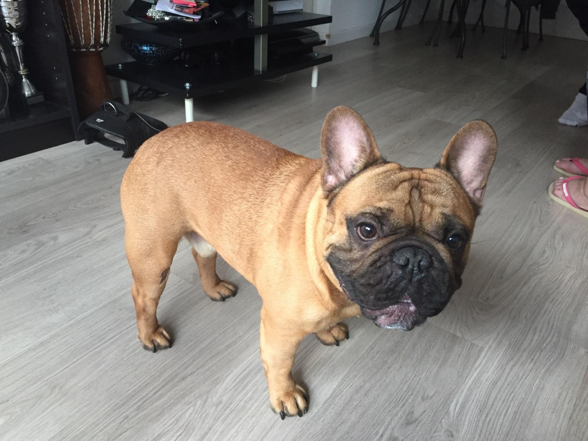 Hijo, bouledogue francais de 16 mois