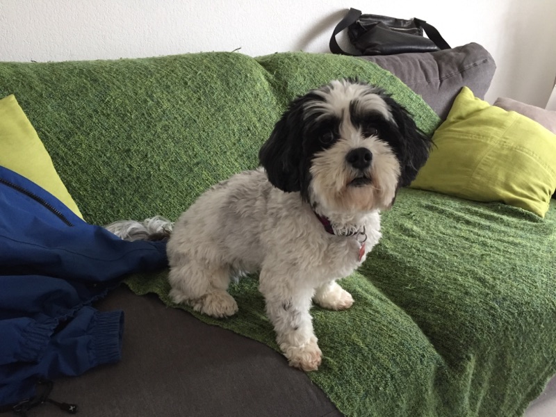 Braxy, croisé lhassa et cavalier de 12 ans