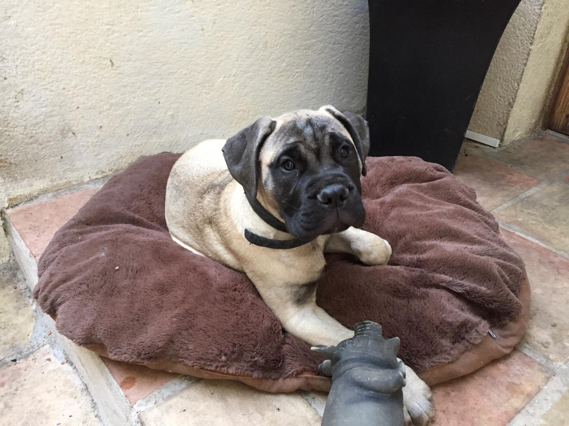 Onca, Bullmastiff de  3 mois