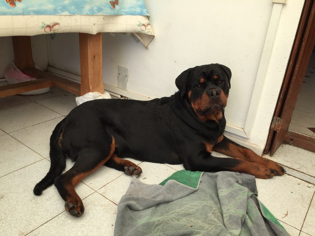 Narco, rott de 8 mois