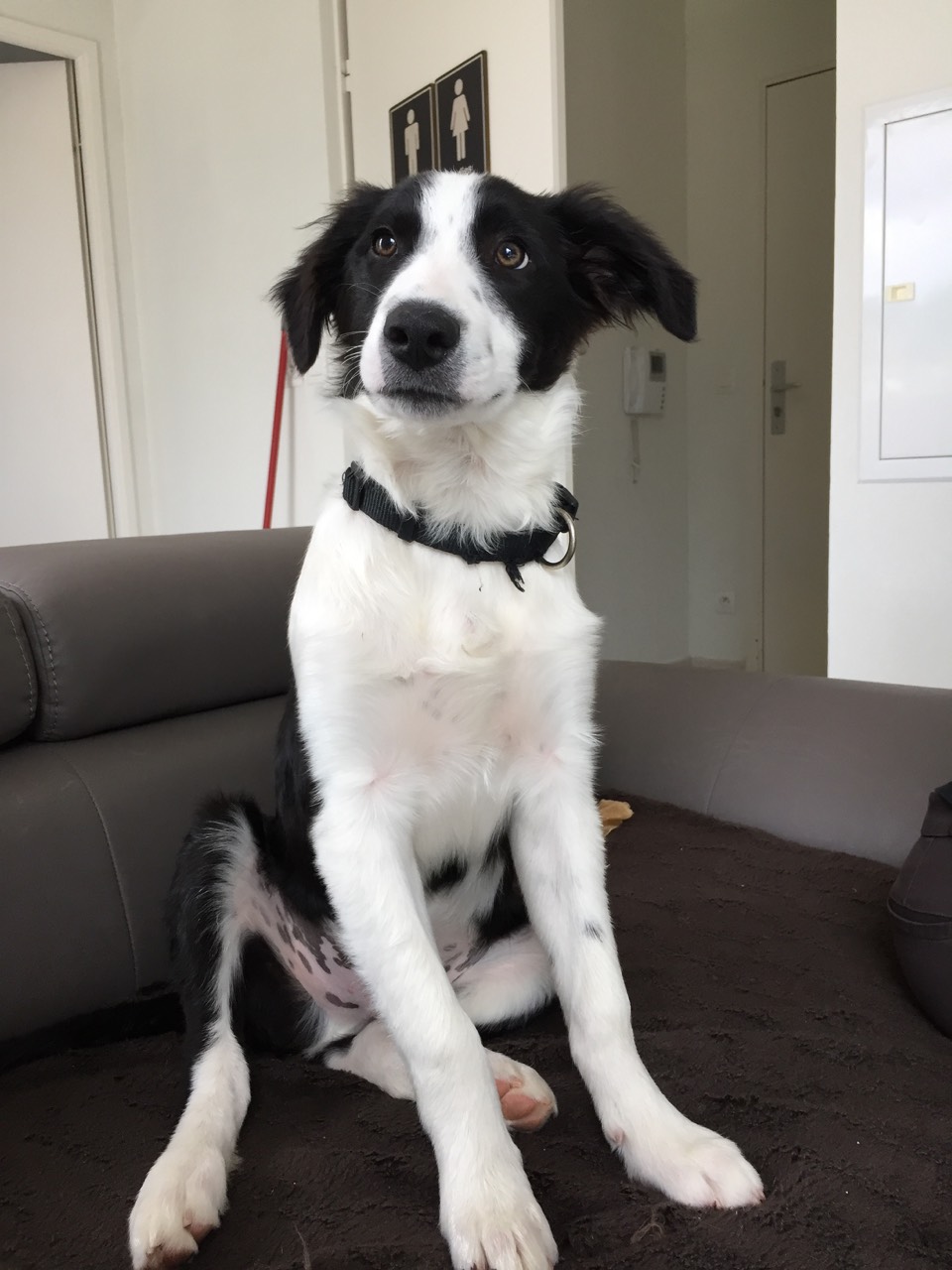 Noah, border collie de 5 mois