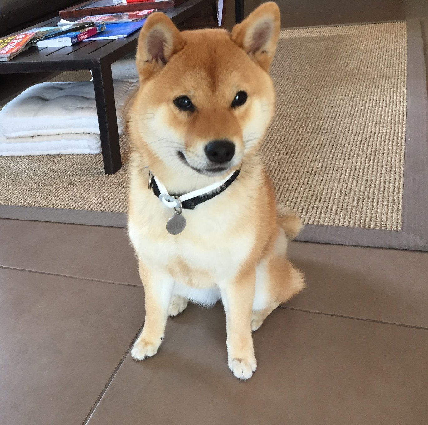 Nebbia, shiba inu de 9 mois