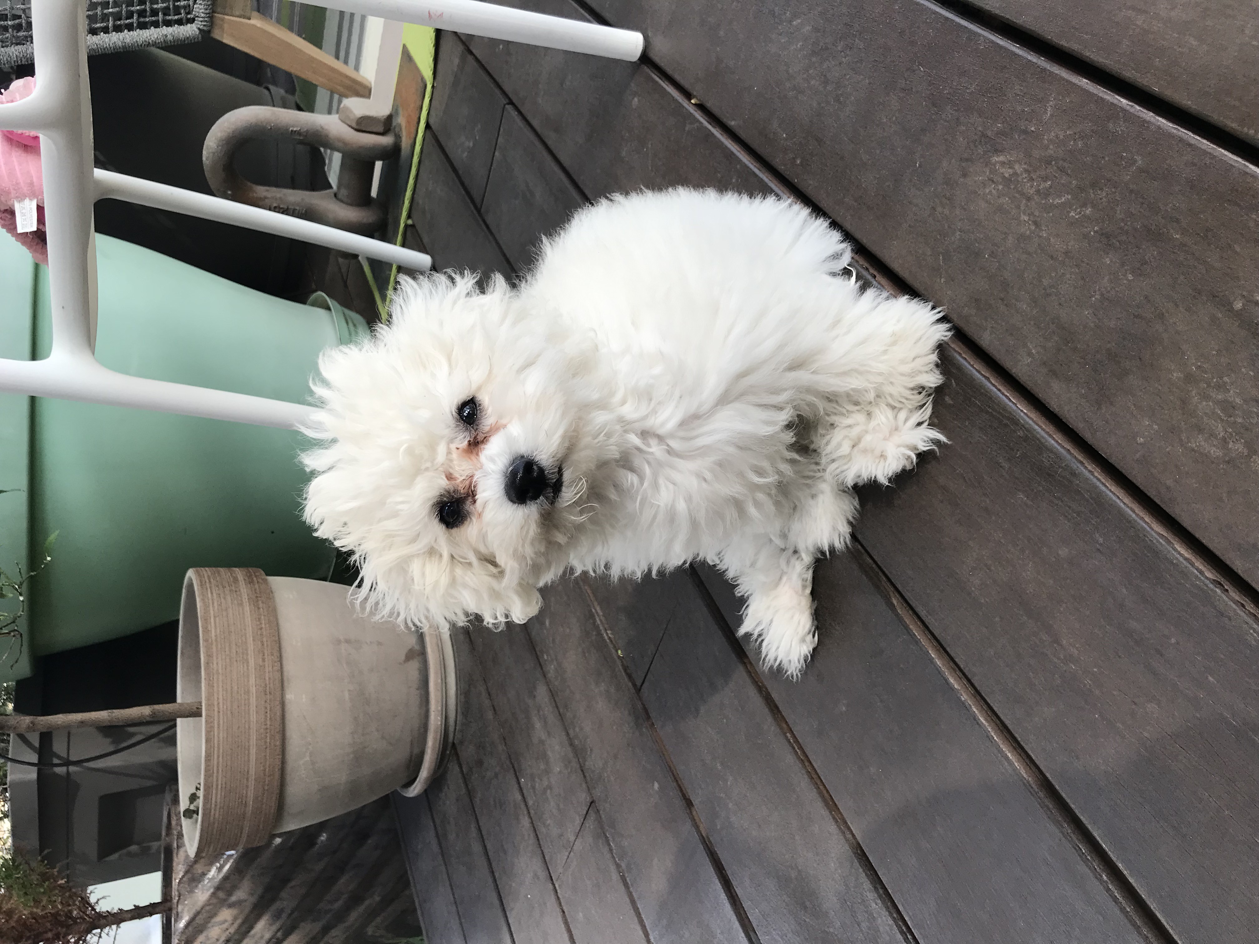 Mya, bichon maltais 3 mois