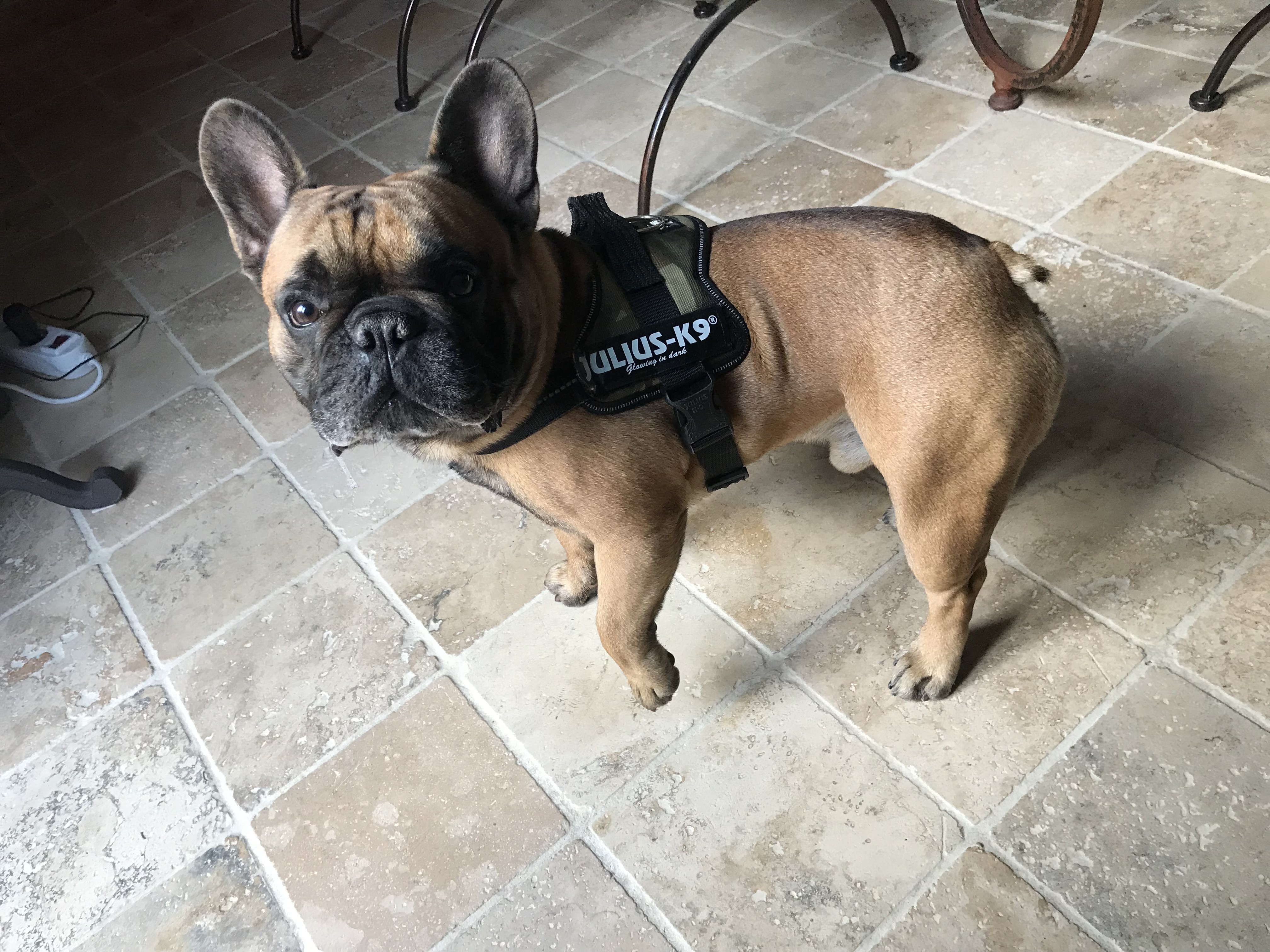 Rio, bouledogue Français 3 ans