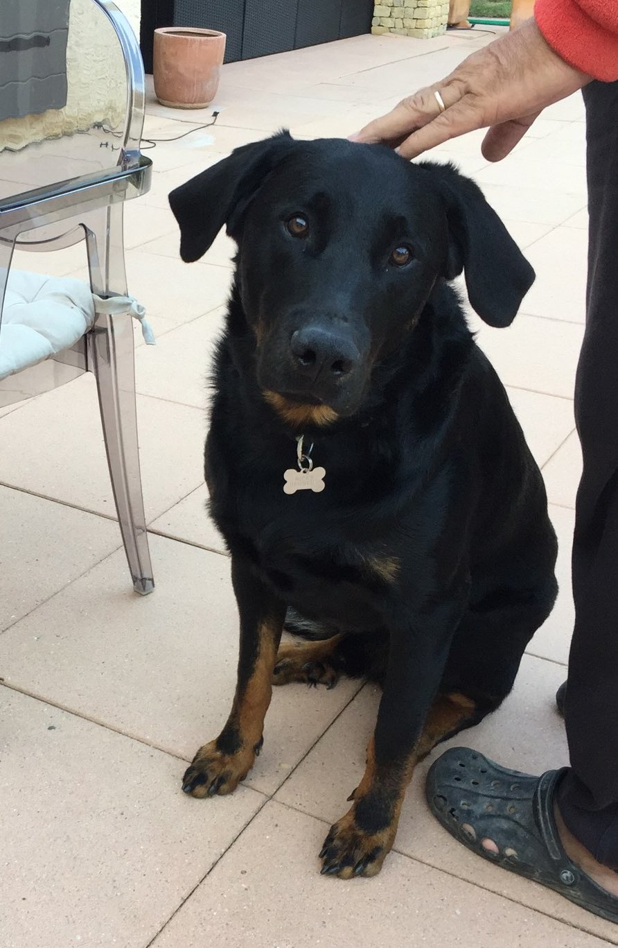 Nicky, beauceron de 1 an