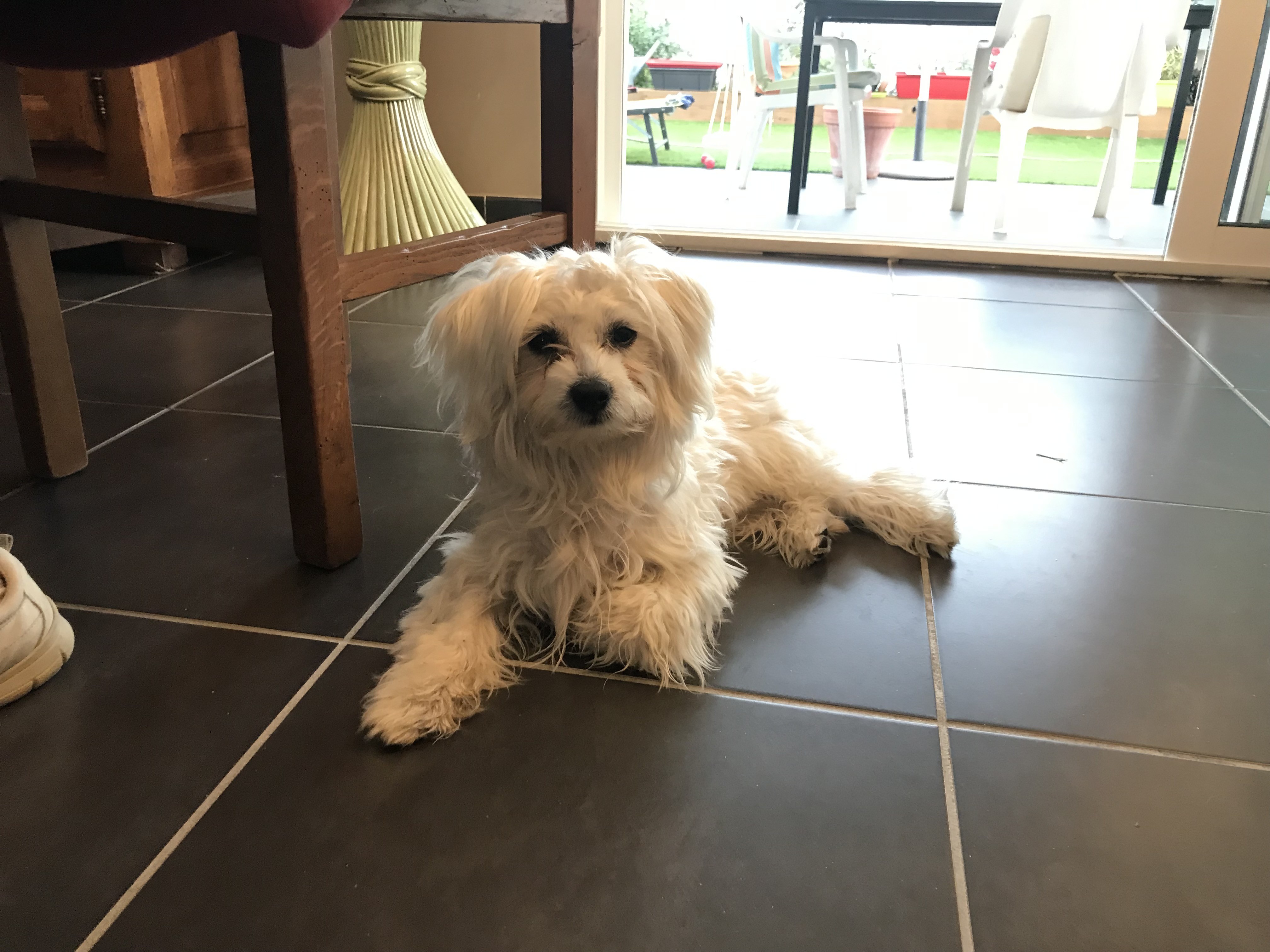 Filou, bichon de 7 mosi