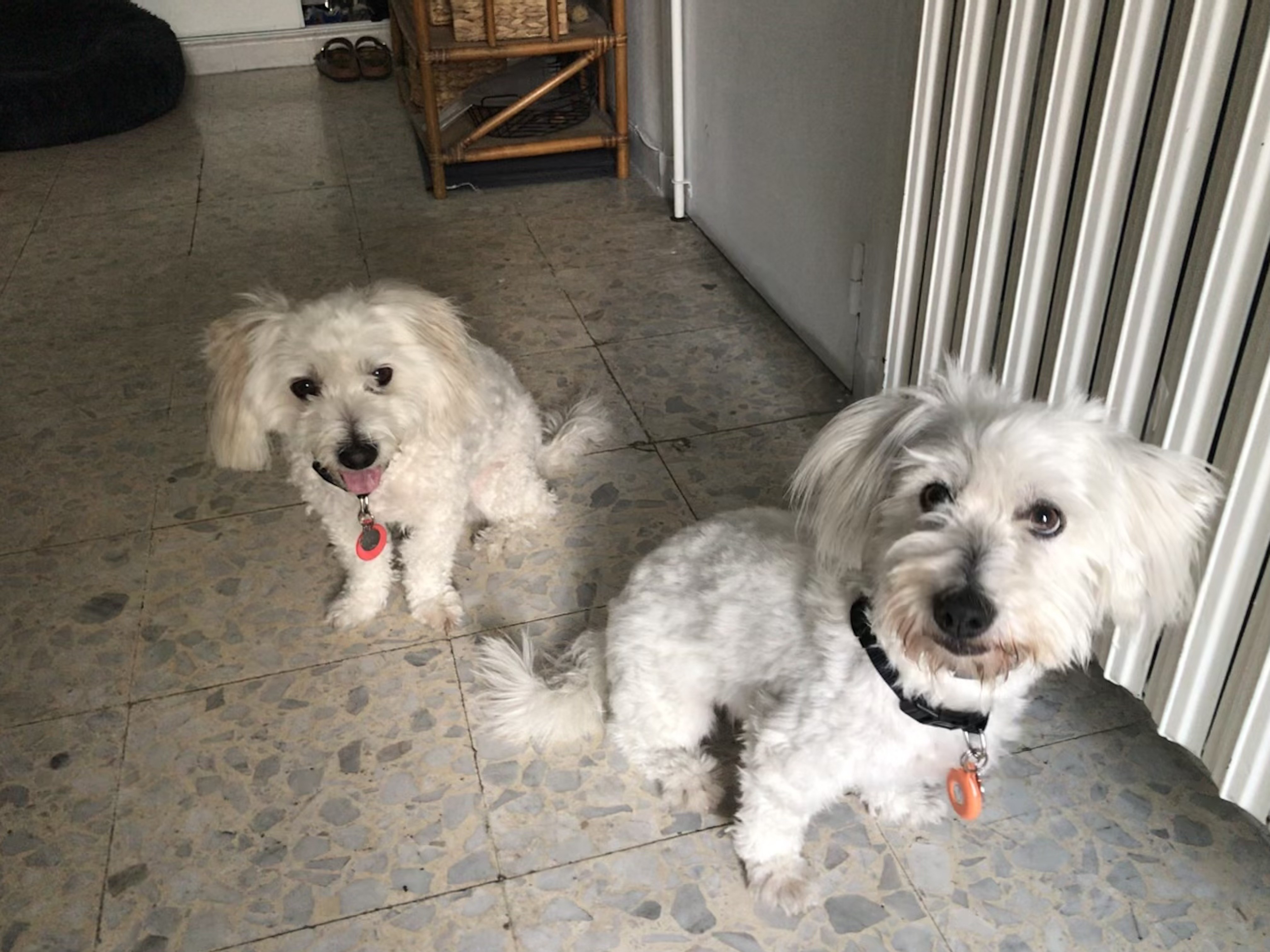 Max  & Moustic coton de tuléar de 5 ans