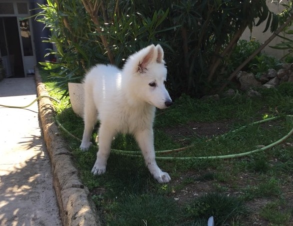 Joy, berger blanc suisse de 3 mois