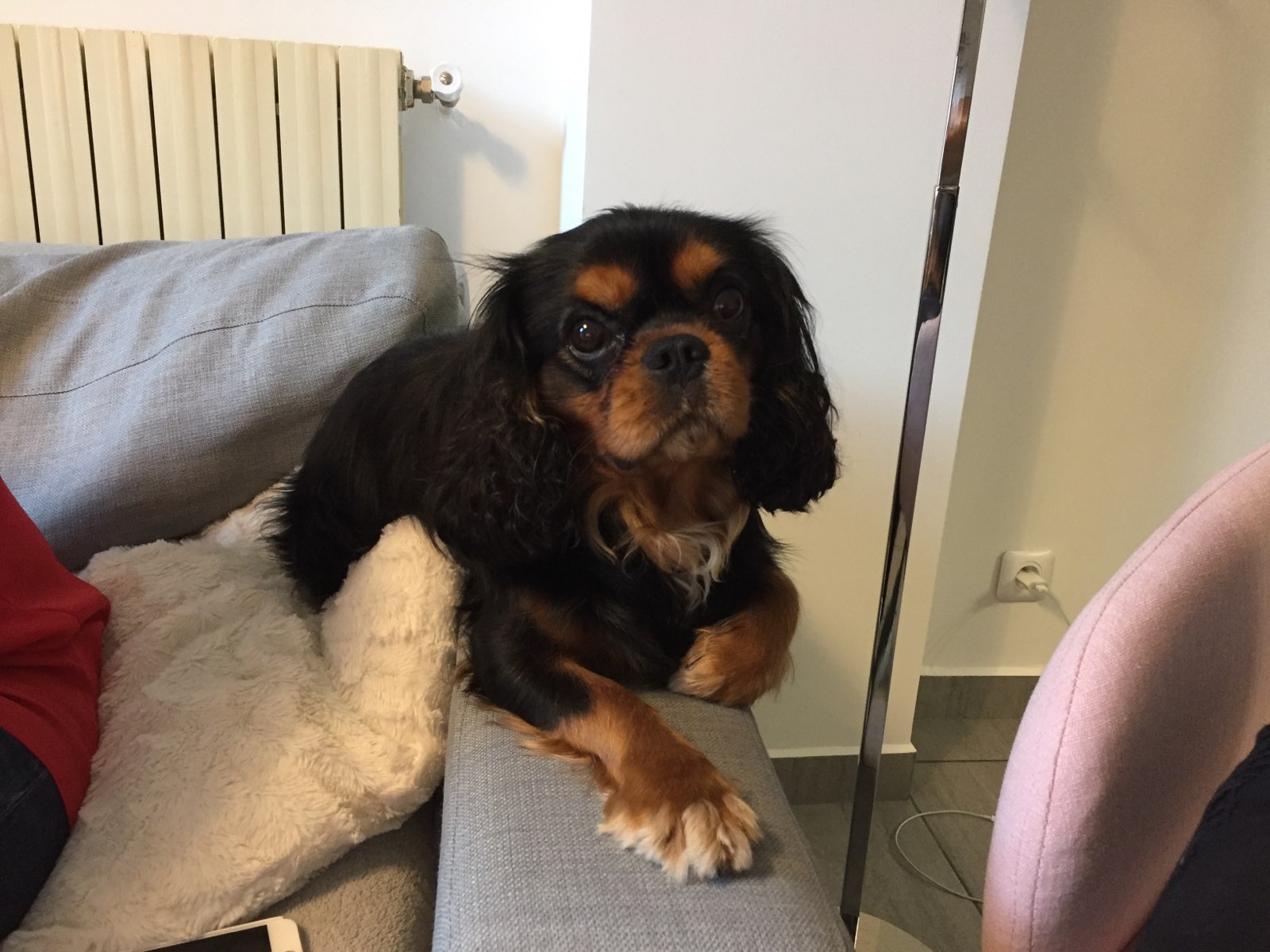 Milo, cavalier de 1 an 1/2