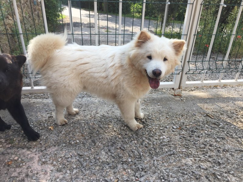 Olaf, croisé samoyède et chowchow de 8 mois