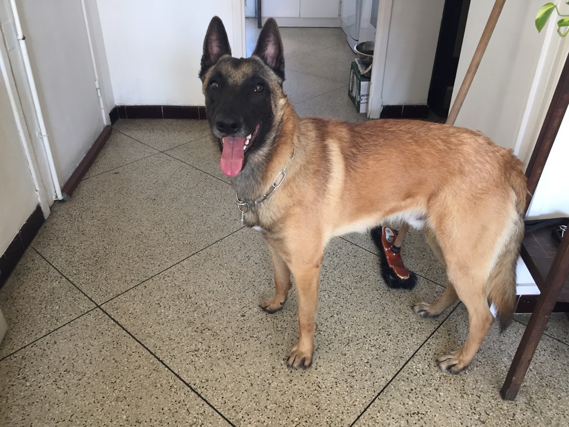 Neal, malinois de 14 mois