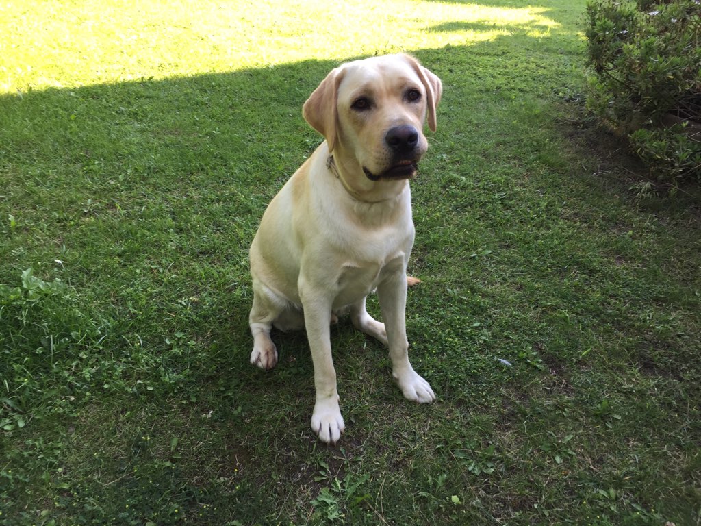 Narley, labrador de 1 an