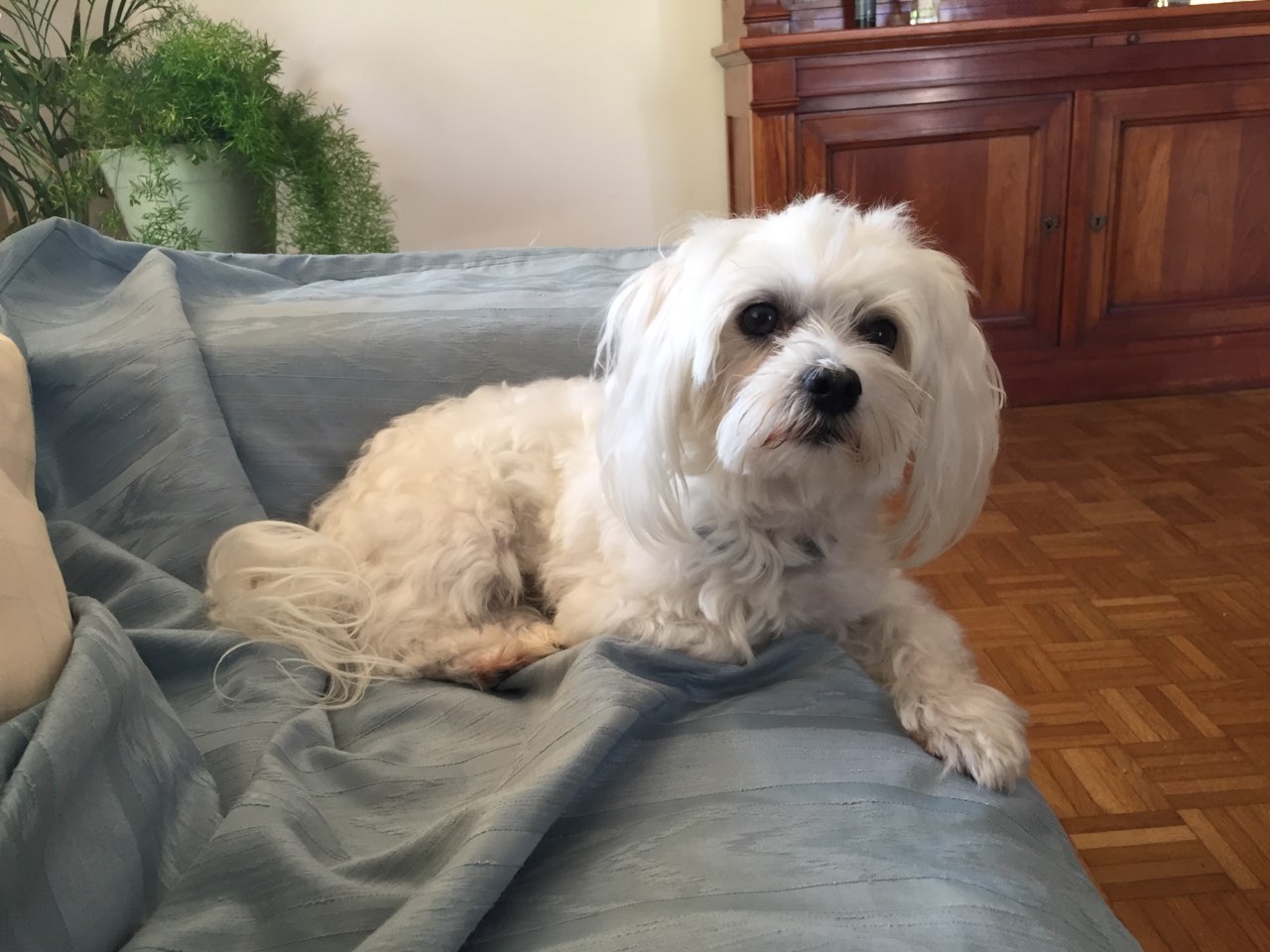 Silver, bichon maltais de 2 ans