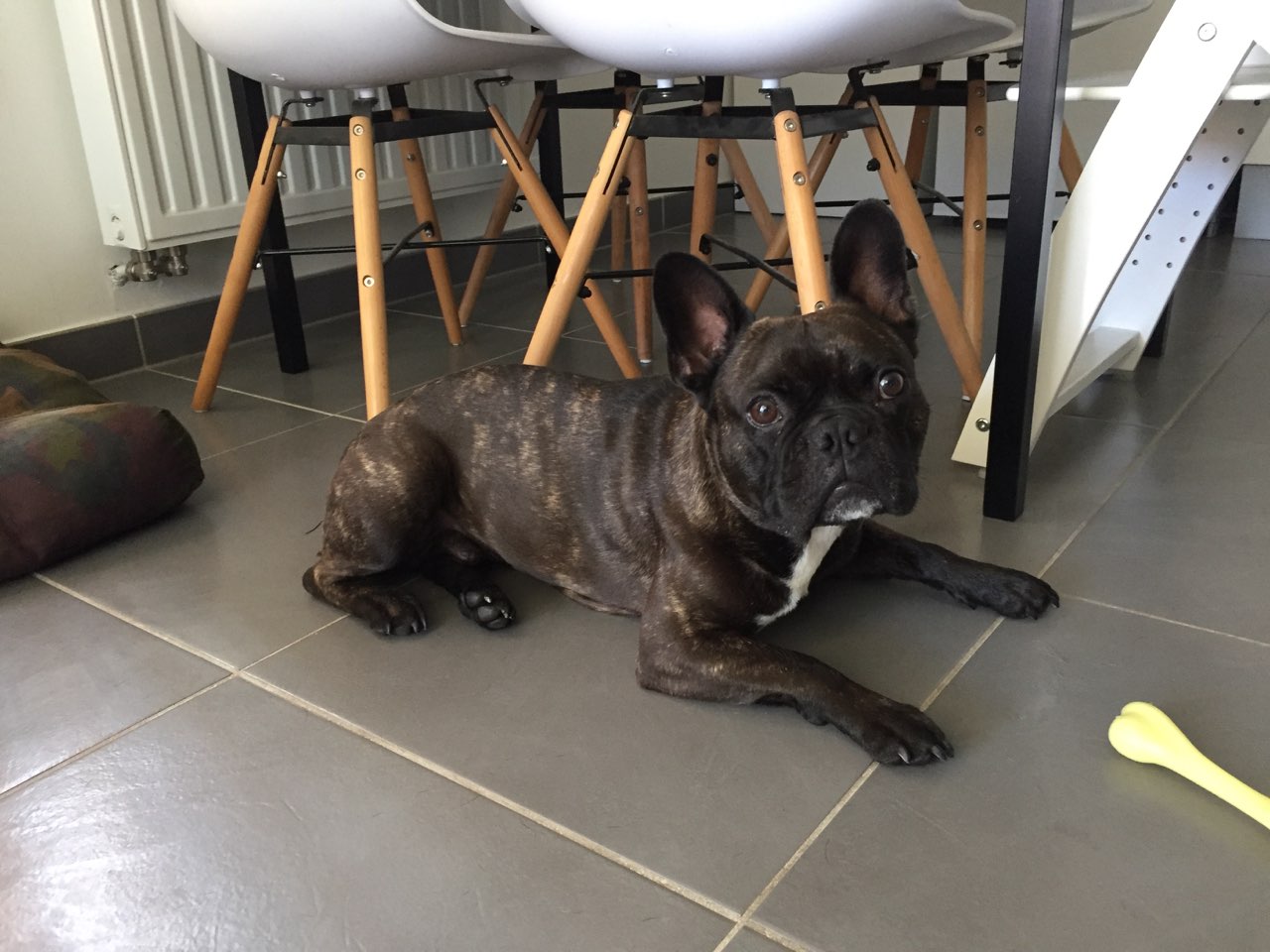 Junk, bouledogue français 3 ans 1/2