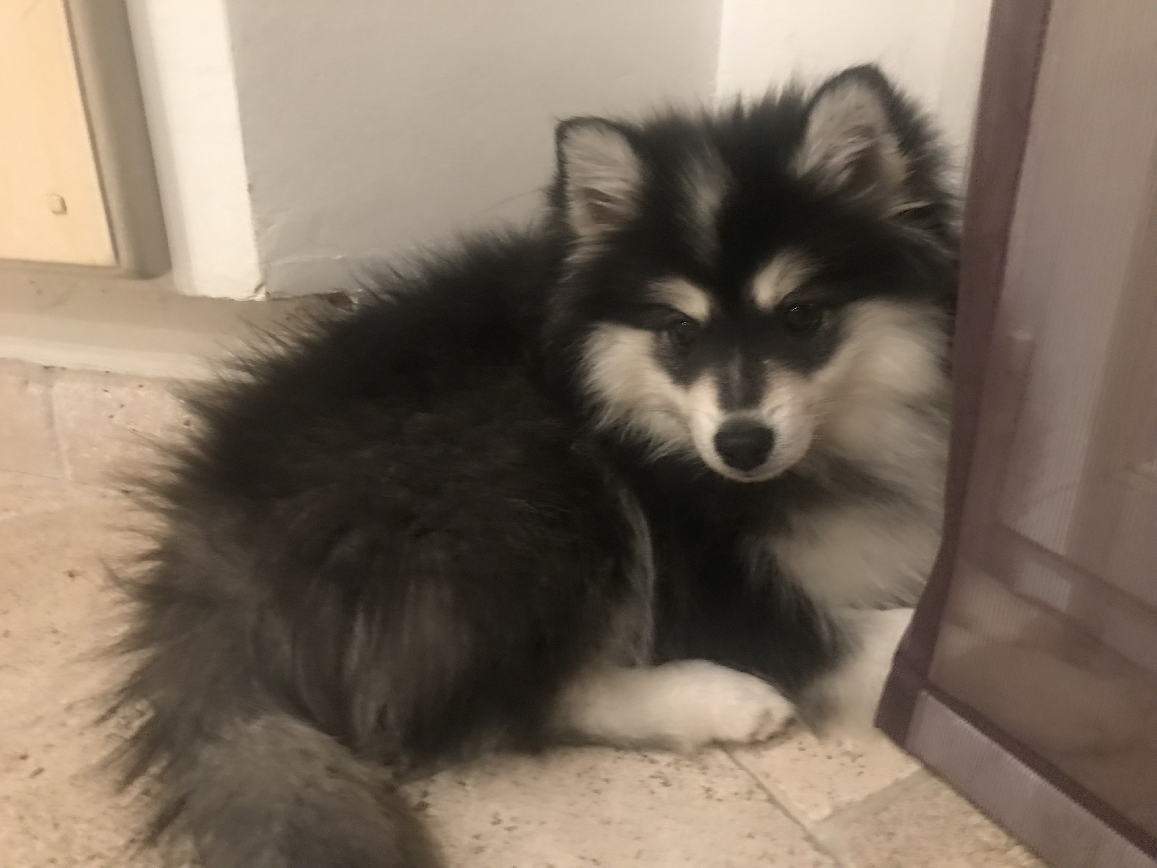 Soukie, pomsky de 2 mois