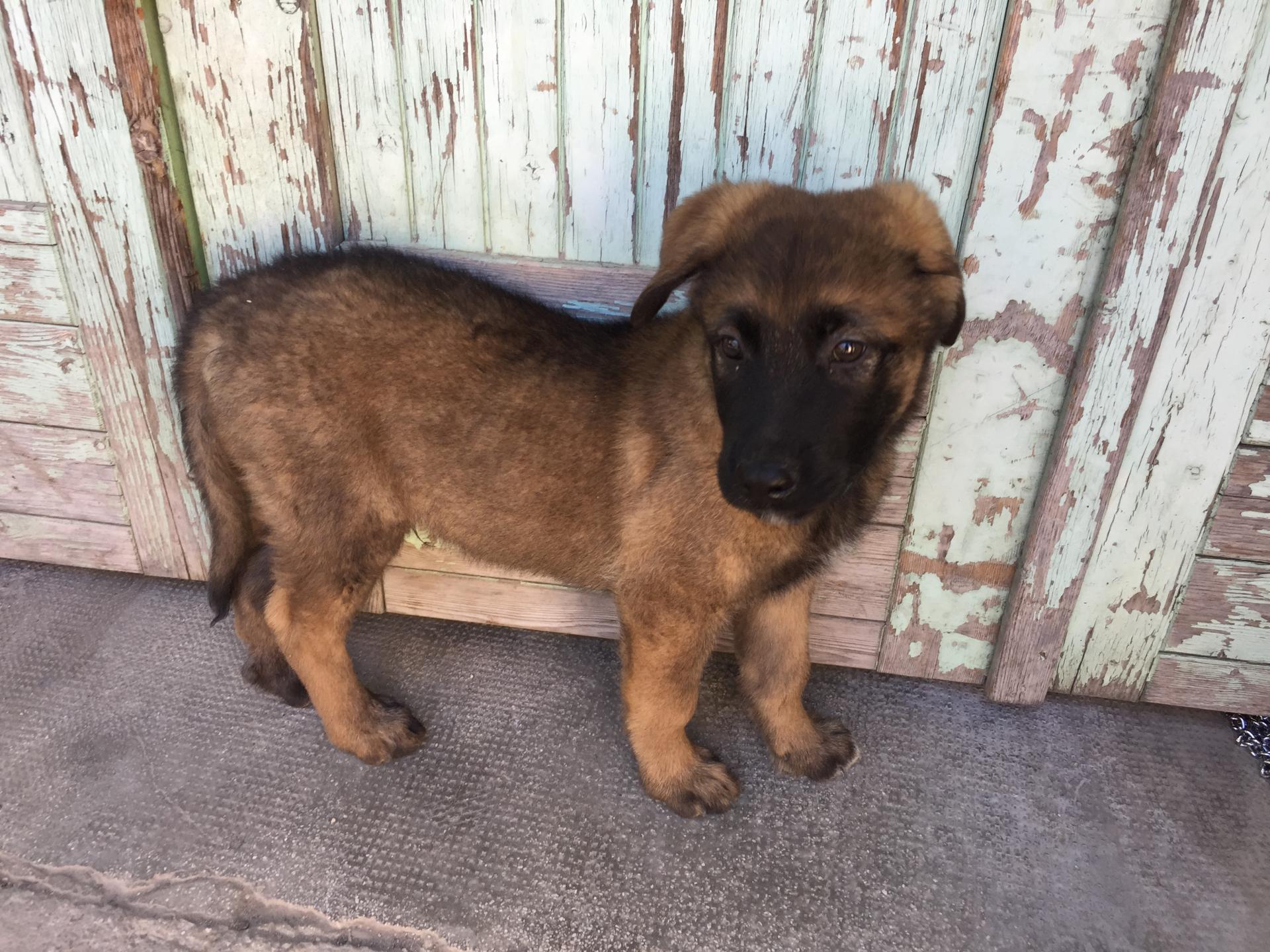 Fox, croisé malinois et berger caucasien de 2 mois