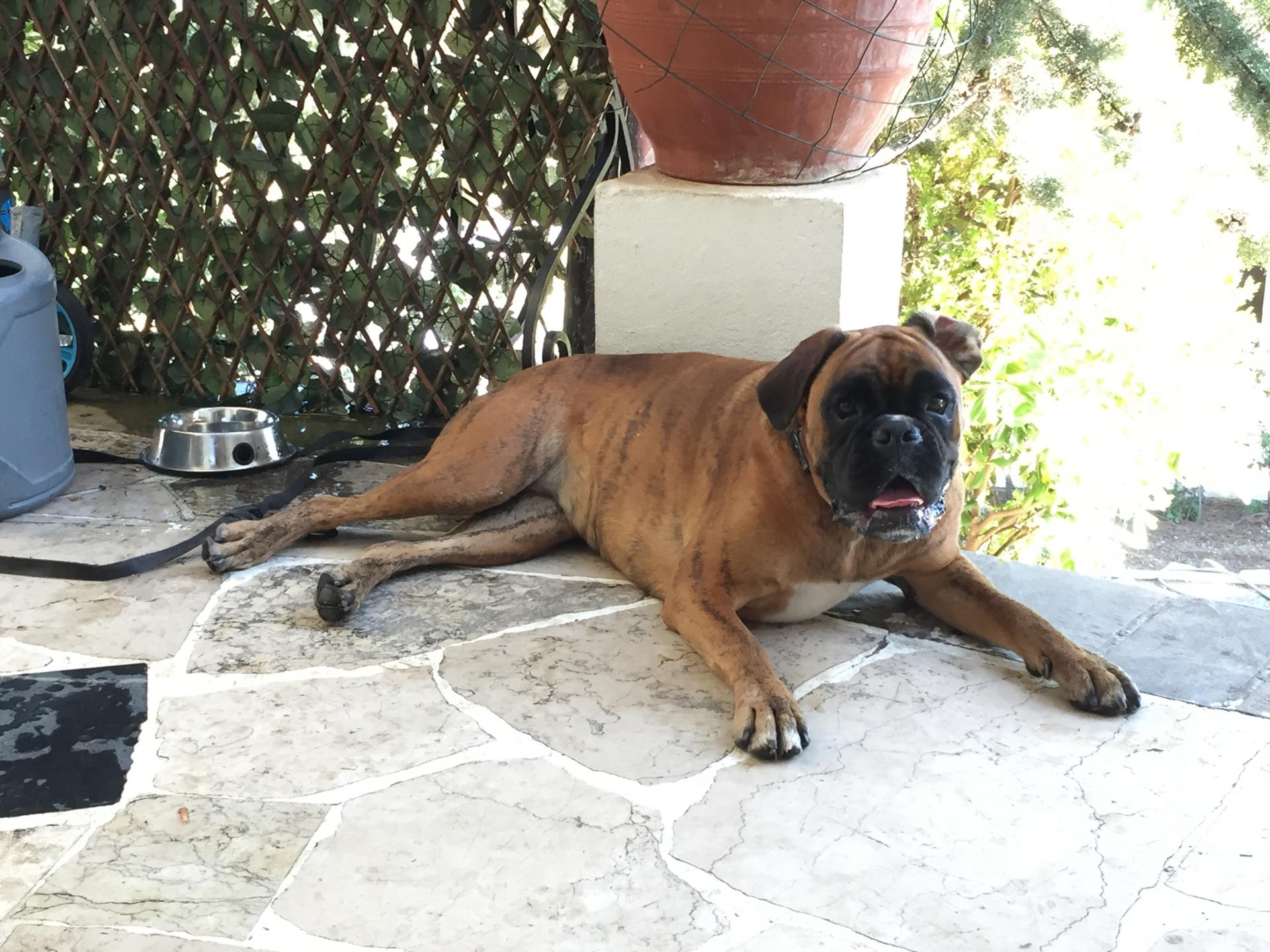 Mazette, boxer de 2 ans 