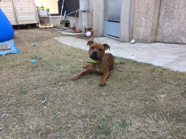 Obiwan, staffie de 5 mois