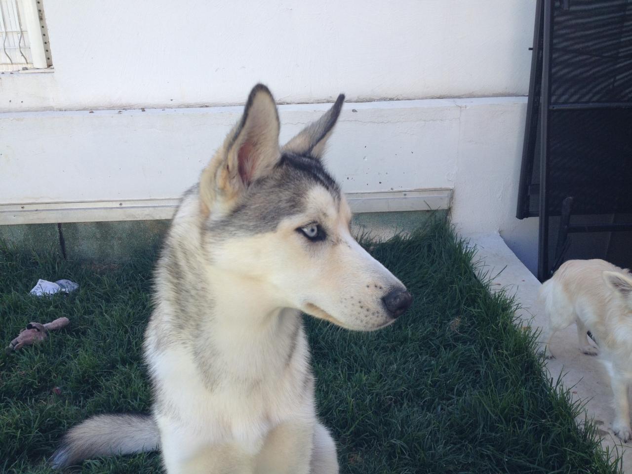 Indy, husky de 6 mois