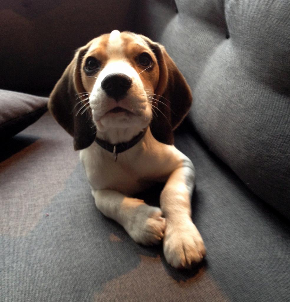 Caïpi, beagle de 6 mois